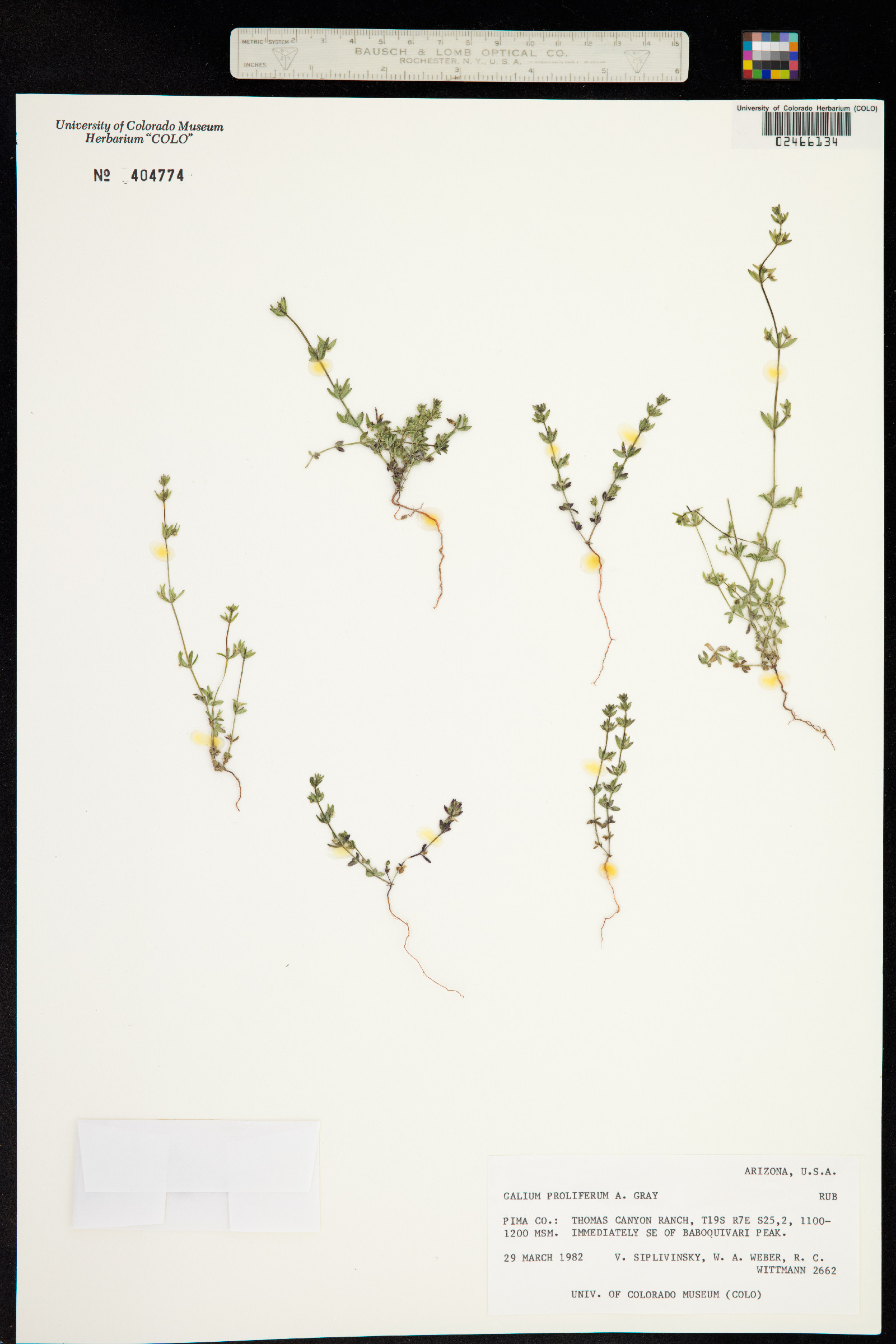 Galium proliferum image