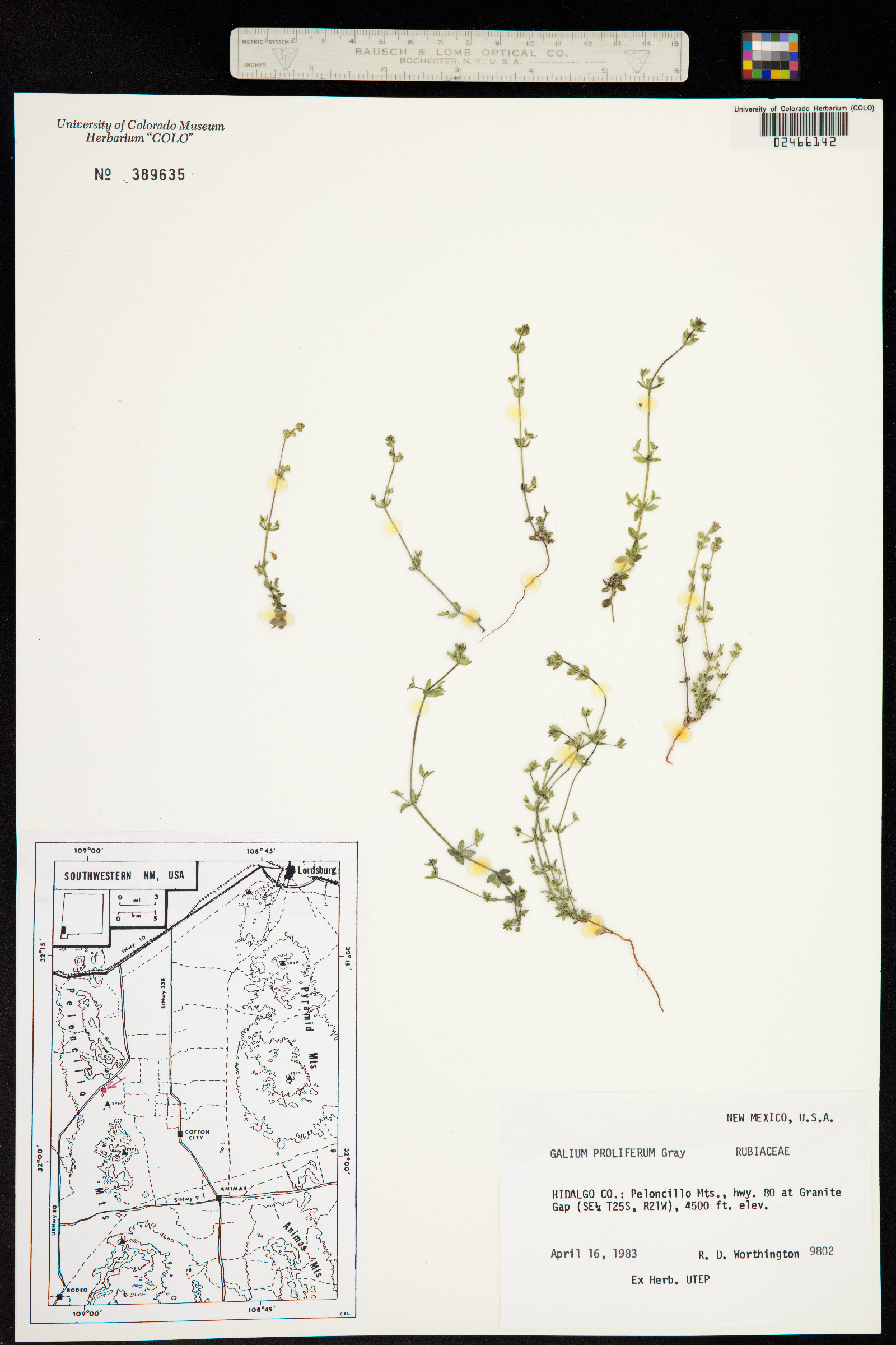 Galium proliferum image