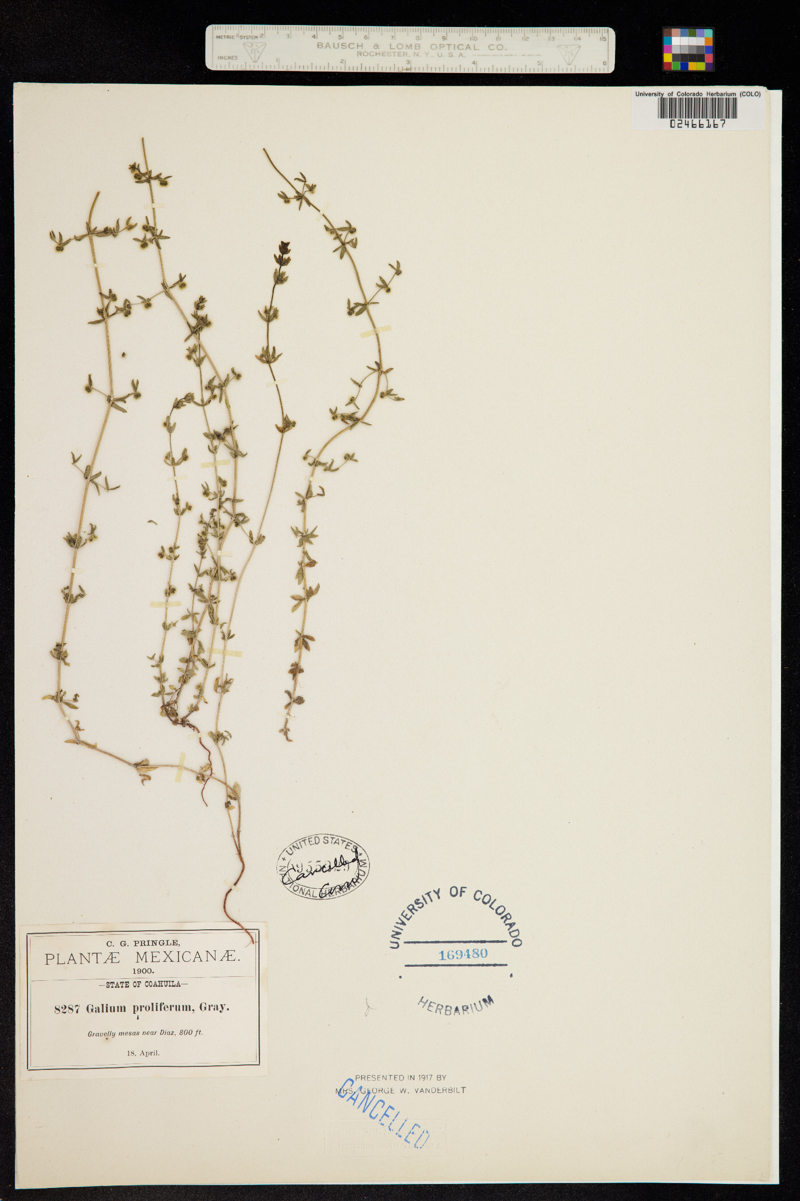 Galium proliferum image