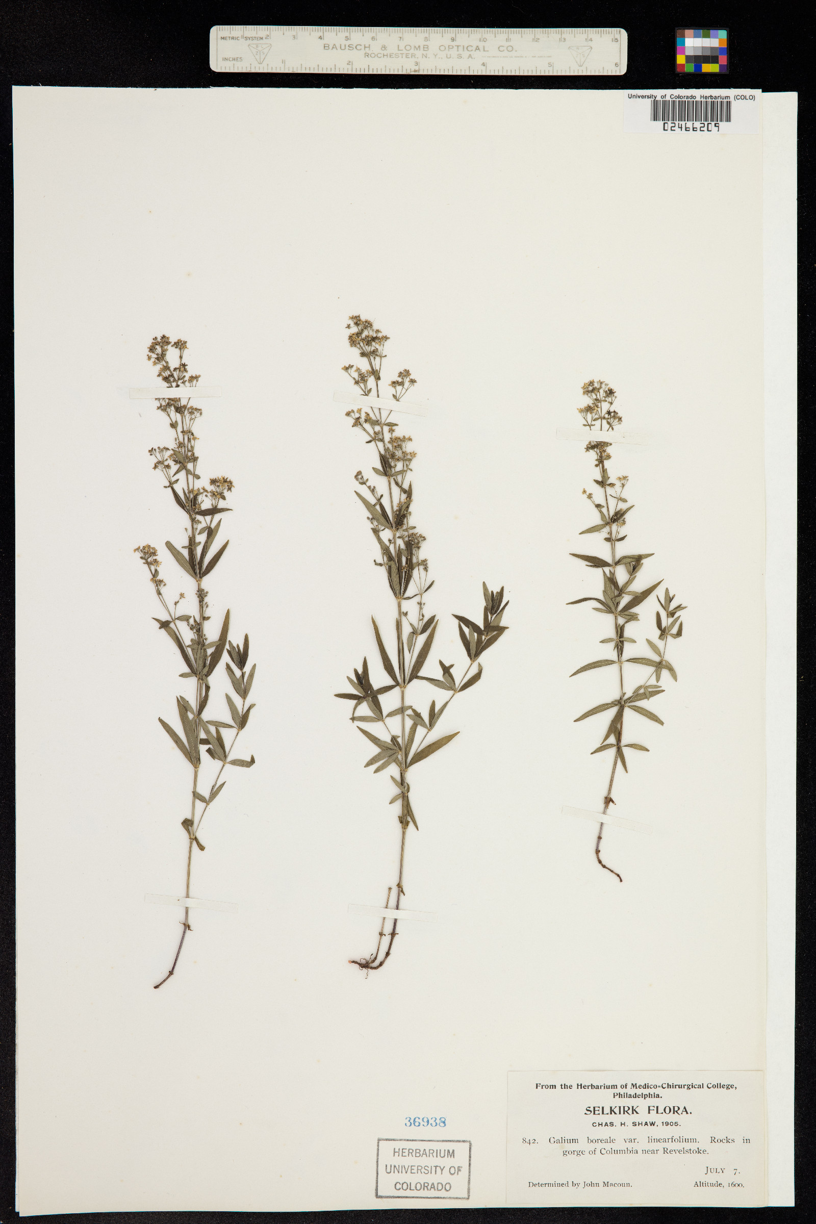 Galium boreale image