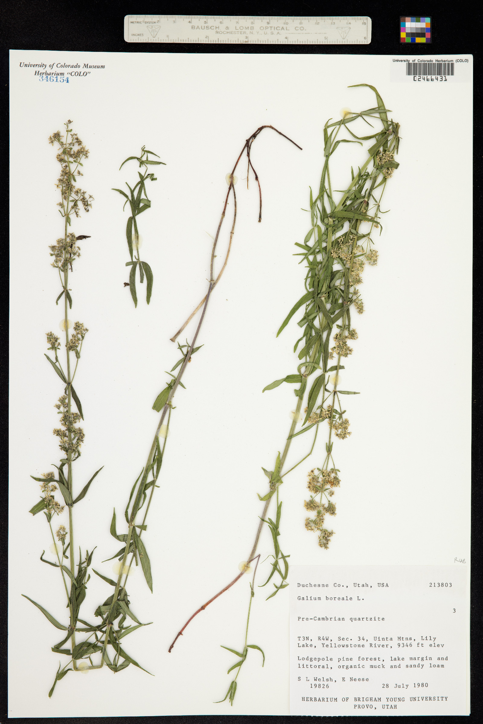 Galium boreale image