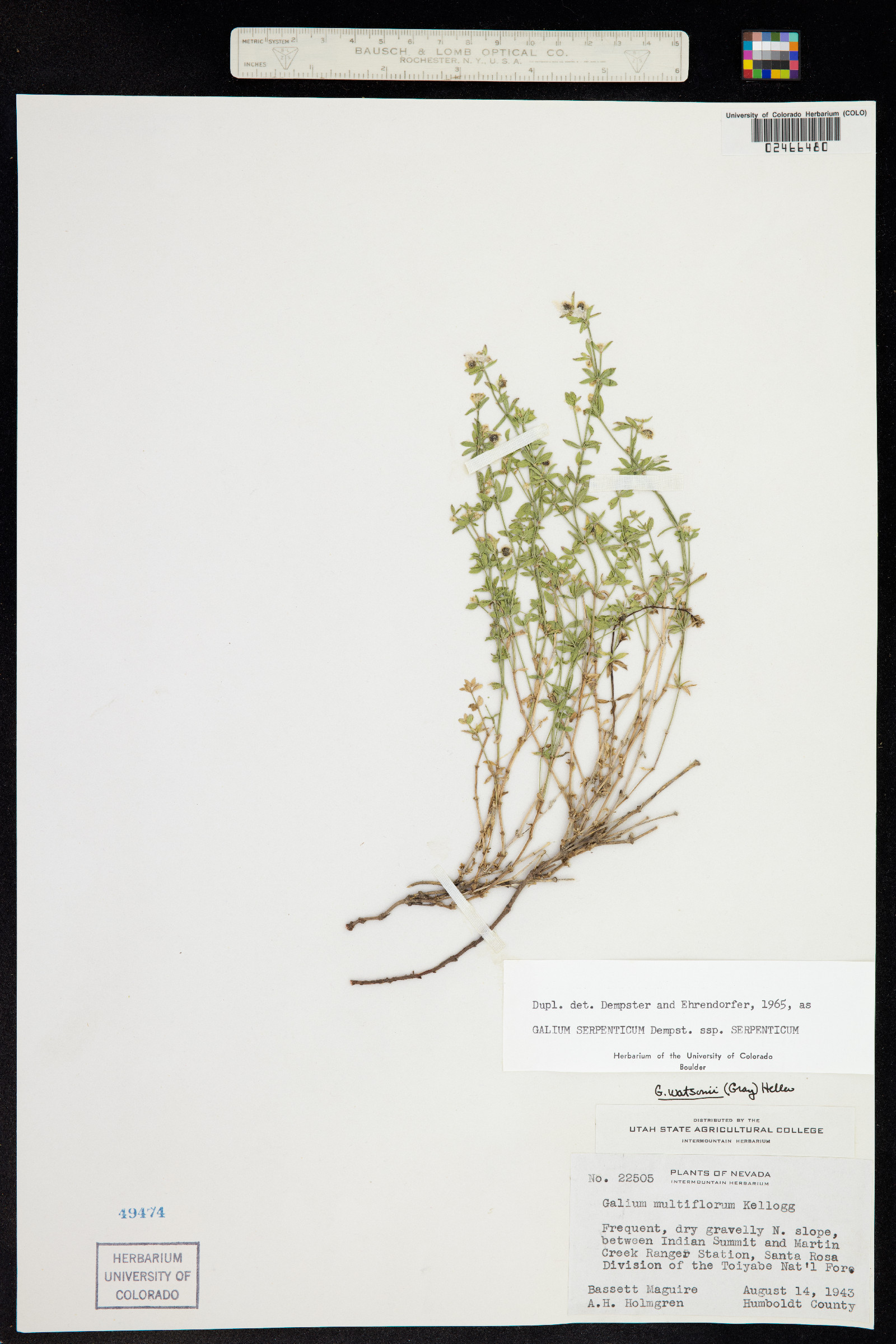 Galium serpenticum image