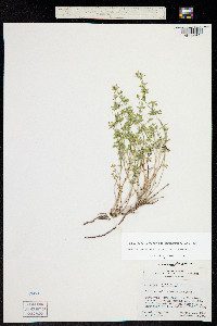 Galium serpenticum image
