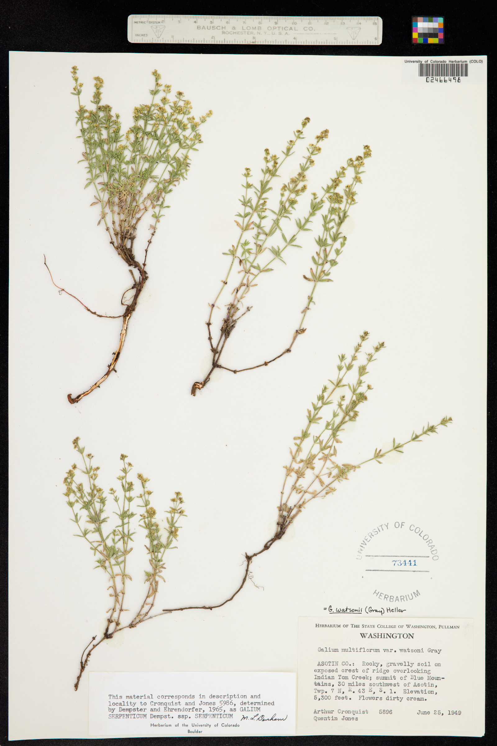 Galium serpenticum image