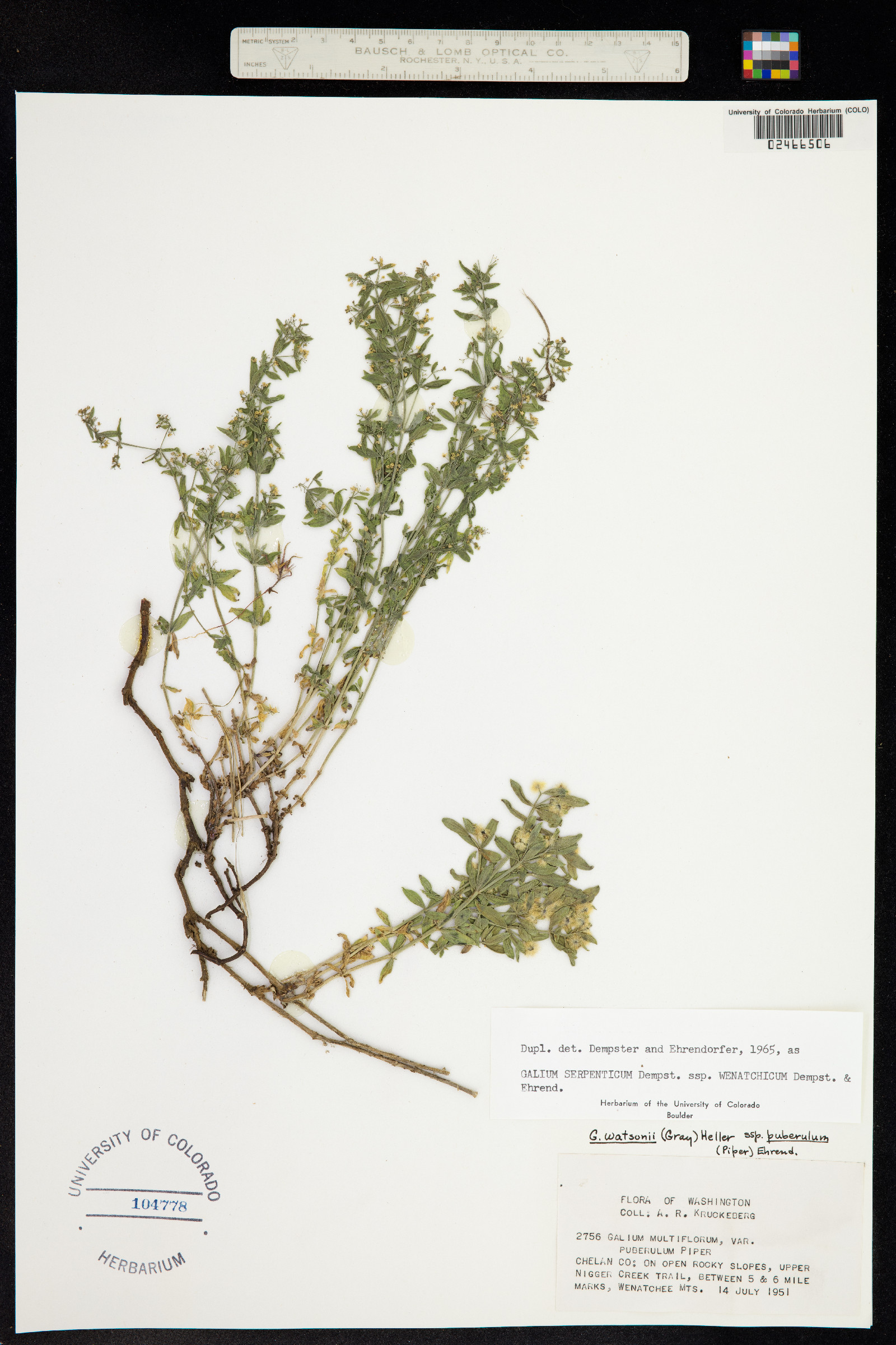 Galium serpenticum image