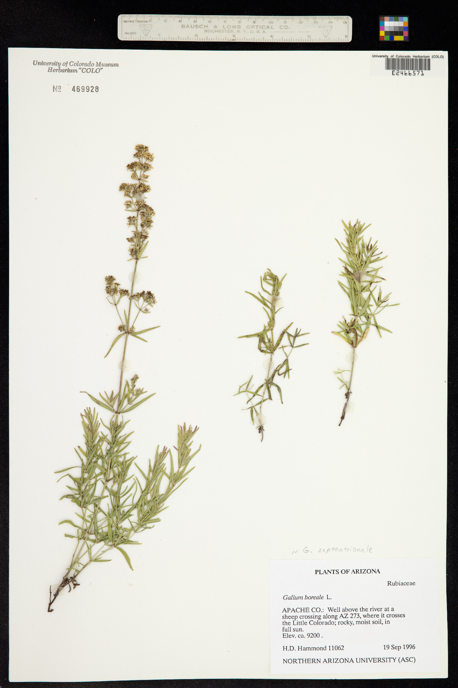 Galium boreale image