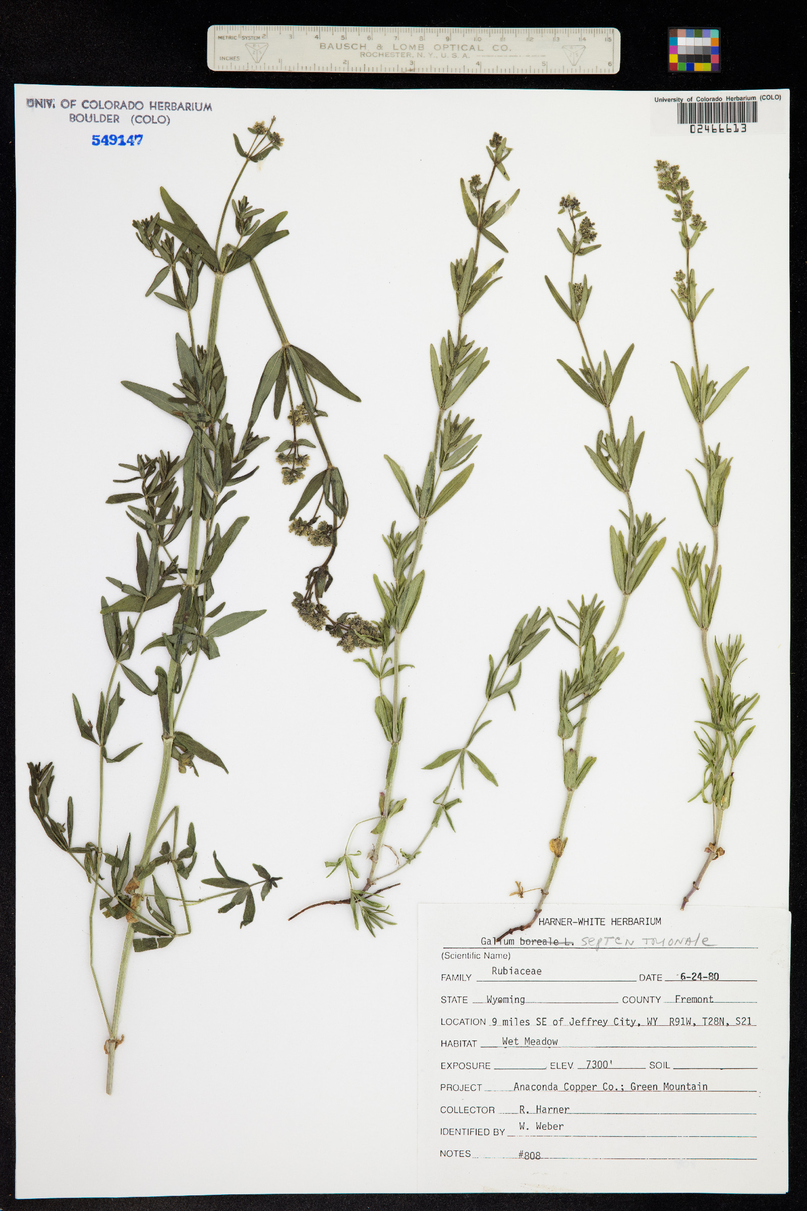 Galium boreale image