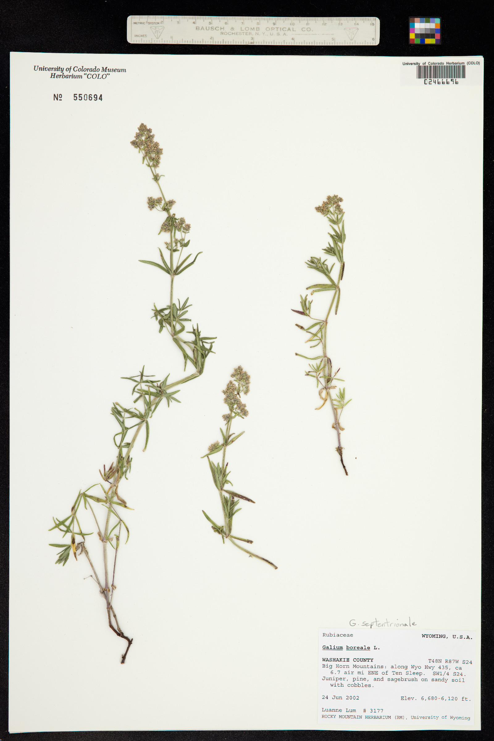 Galium boreale image