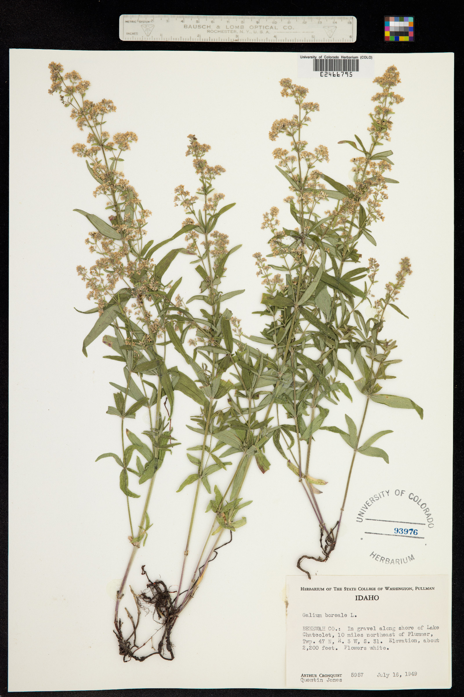 Galium boreale image
