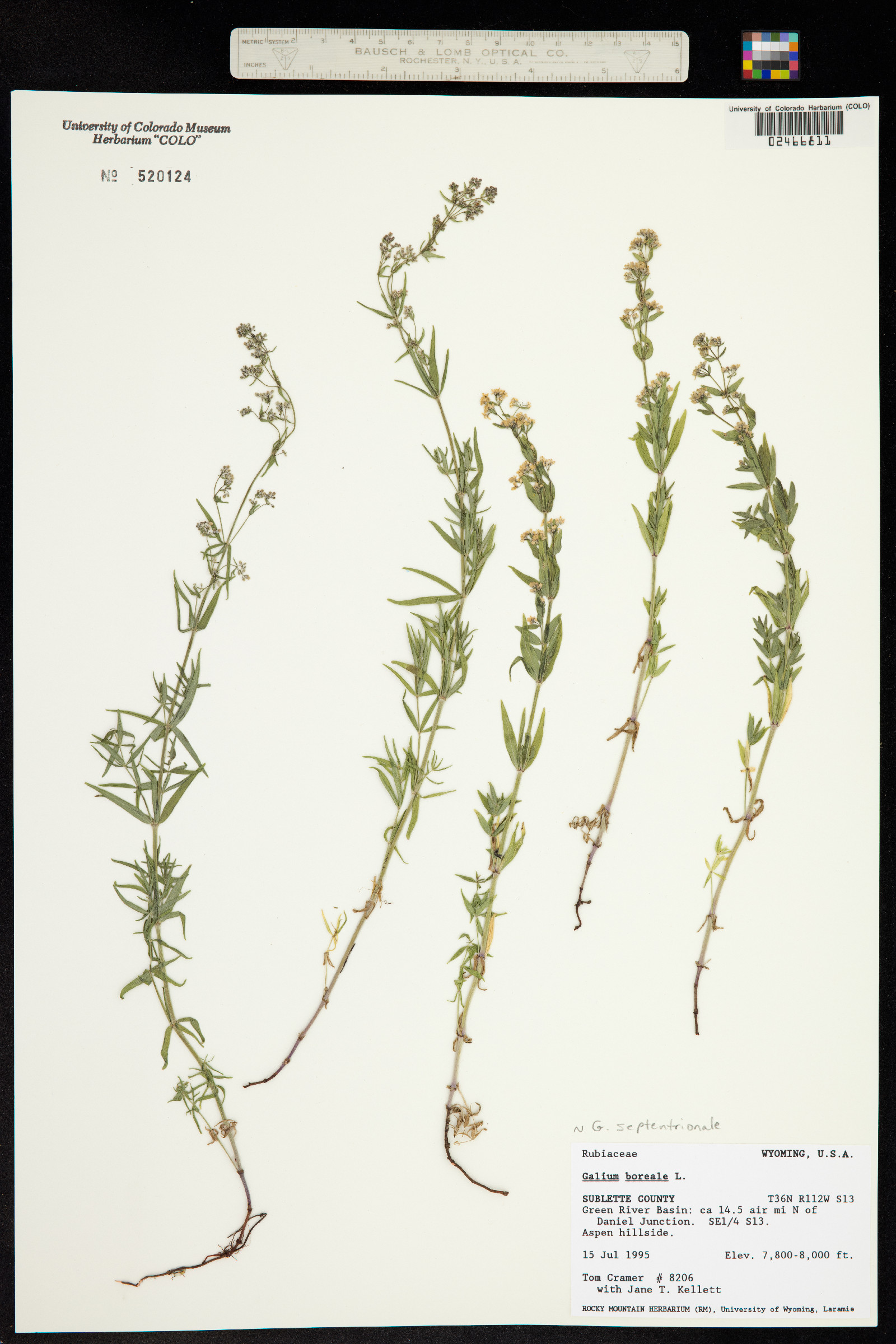 Galium boreale image