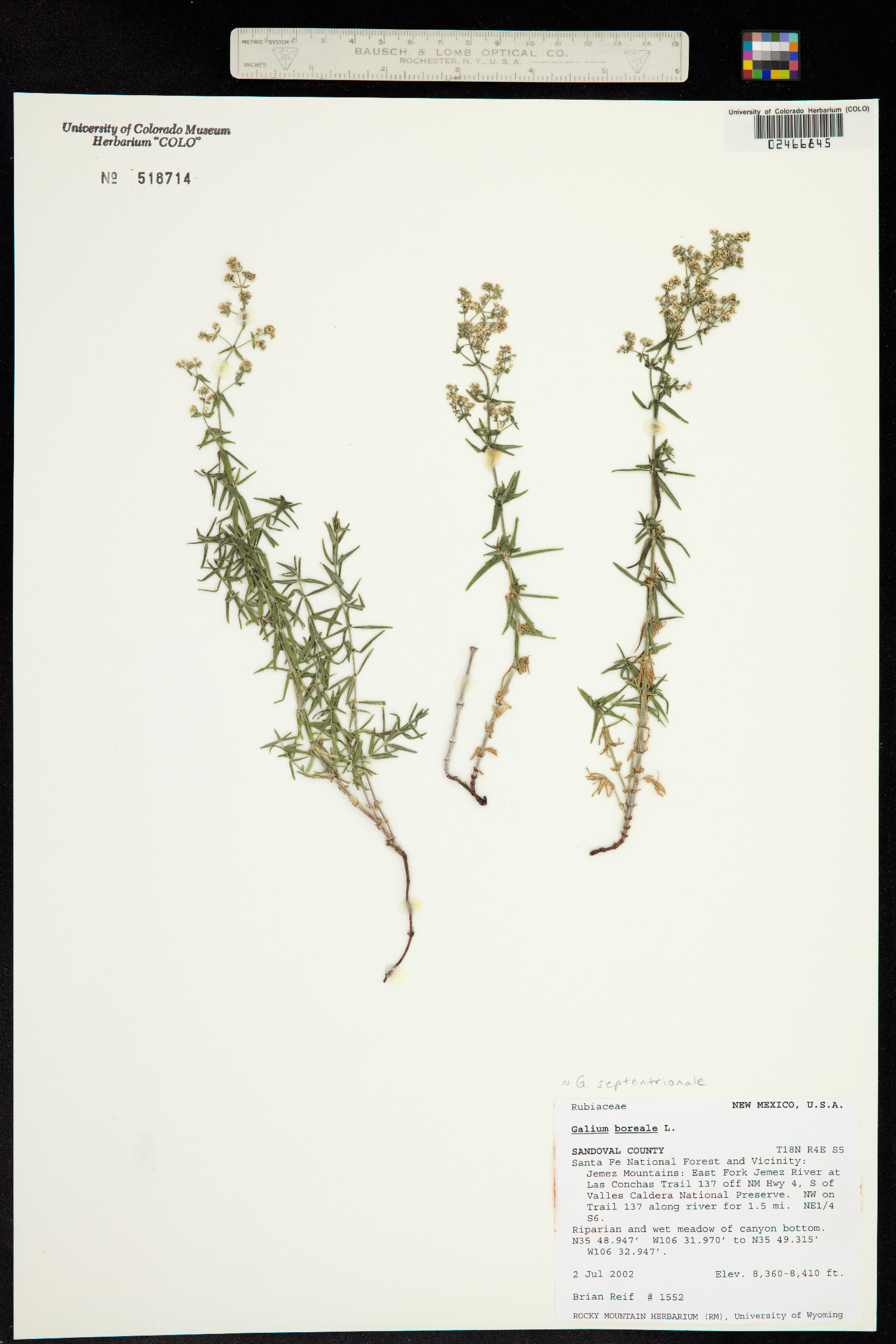 Galium image