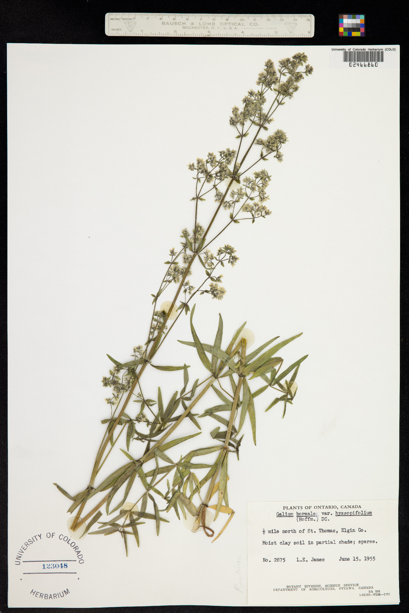 Galium boreale image