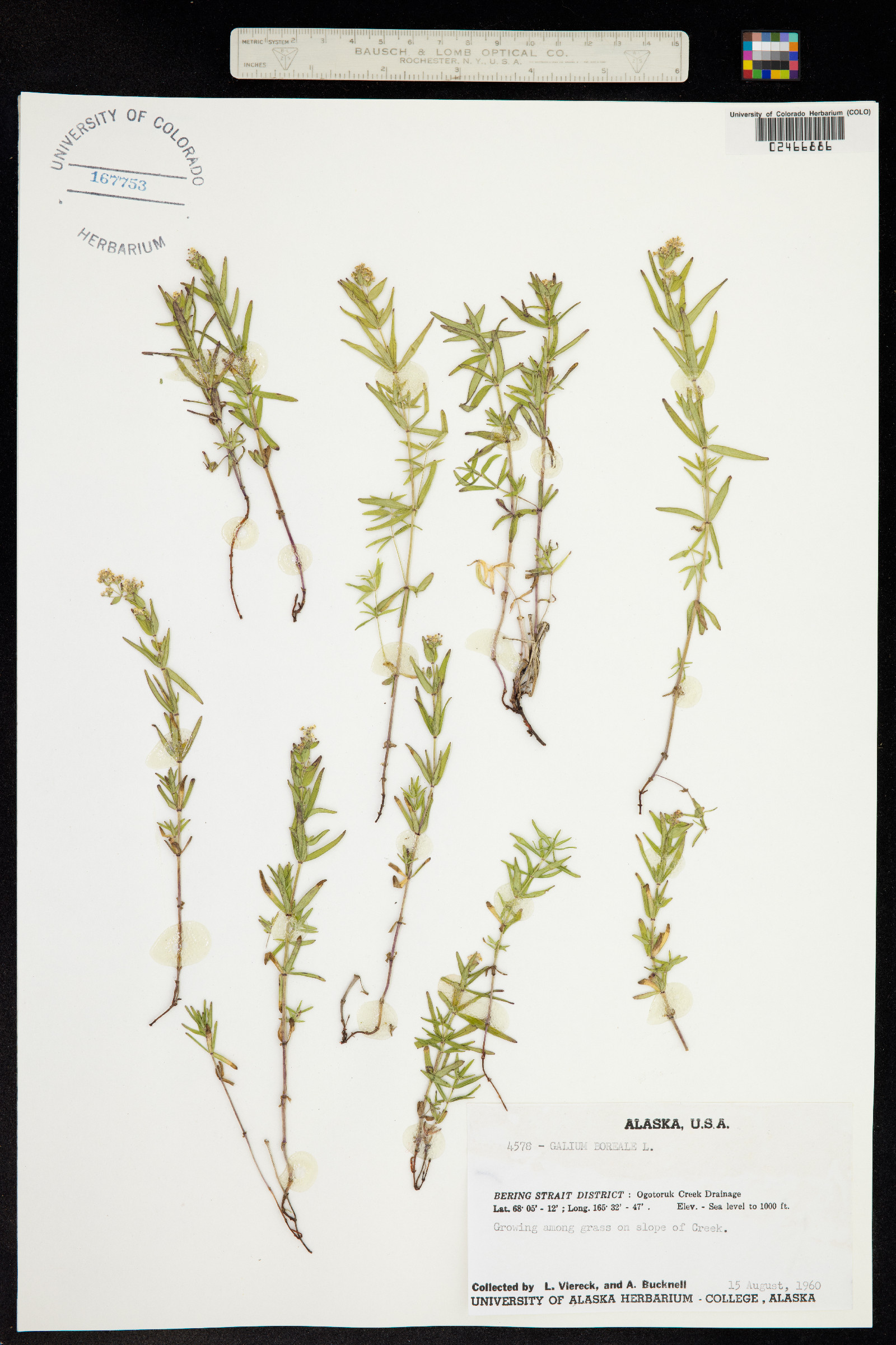 Galium boreale image