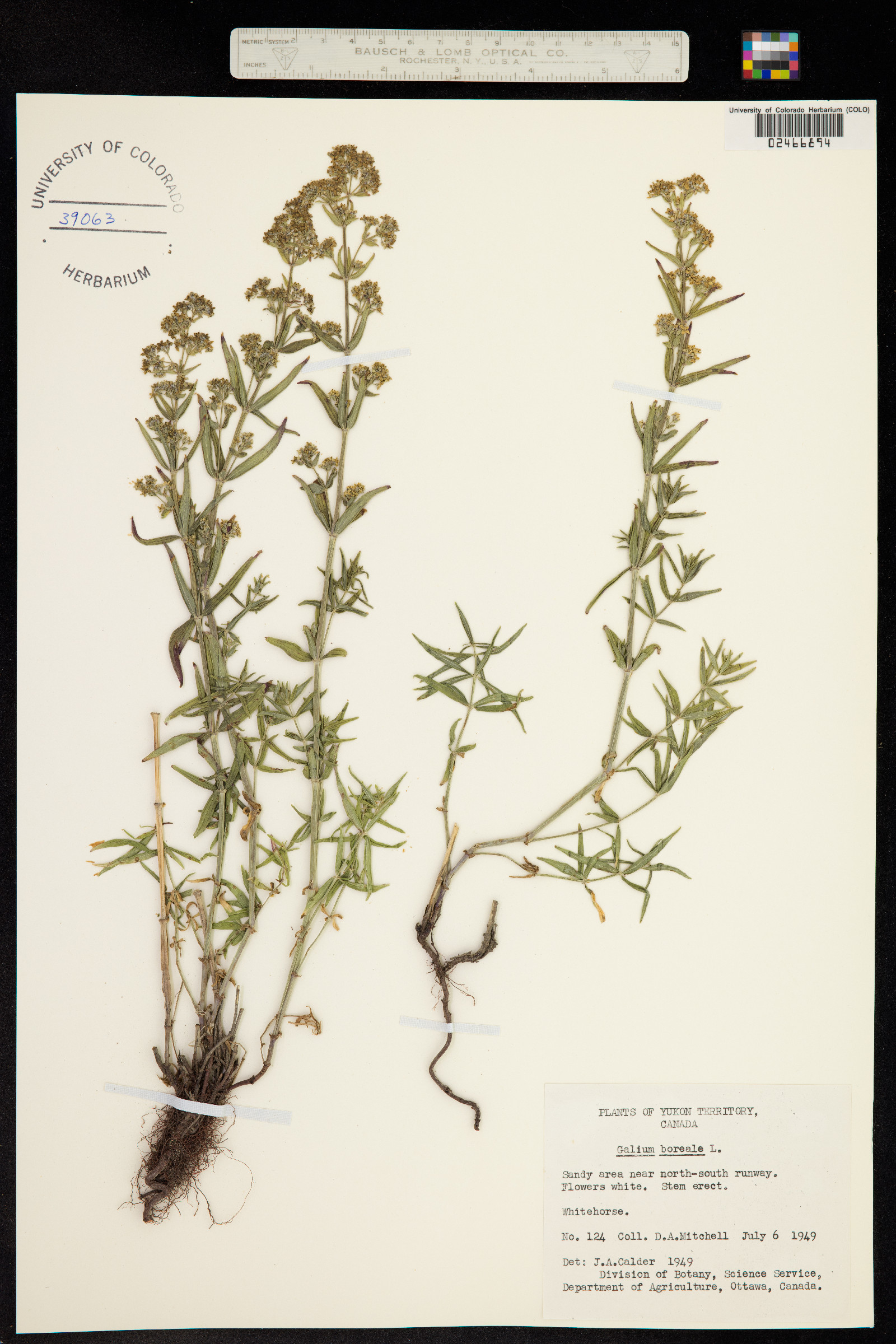Galium boreale image