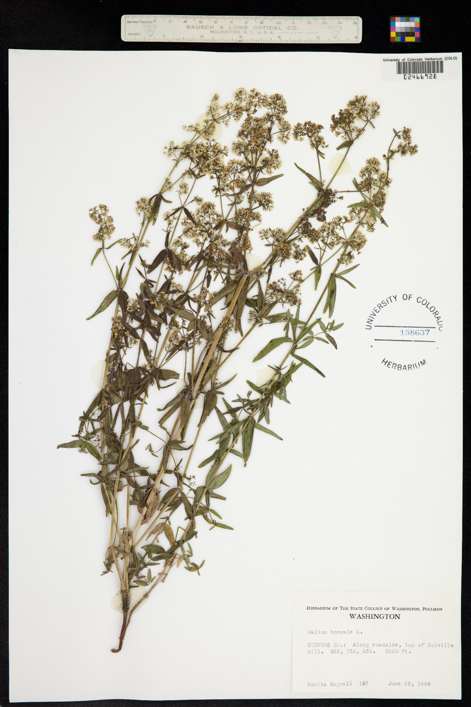 Galium image