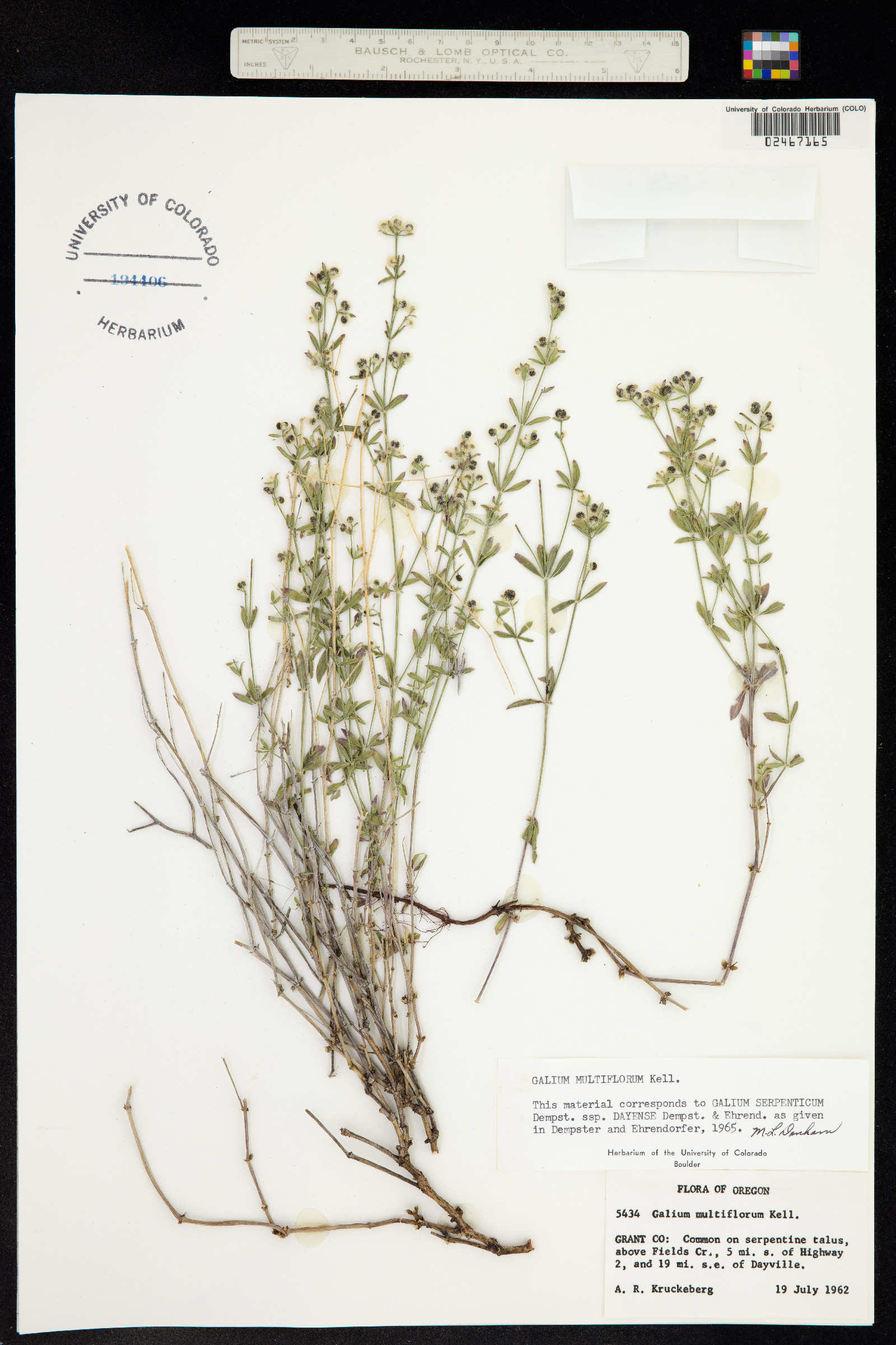 Galium serpenticum image