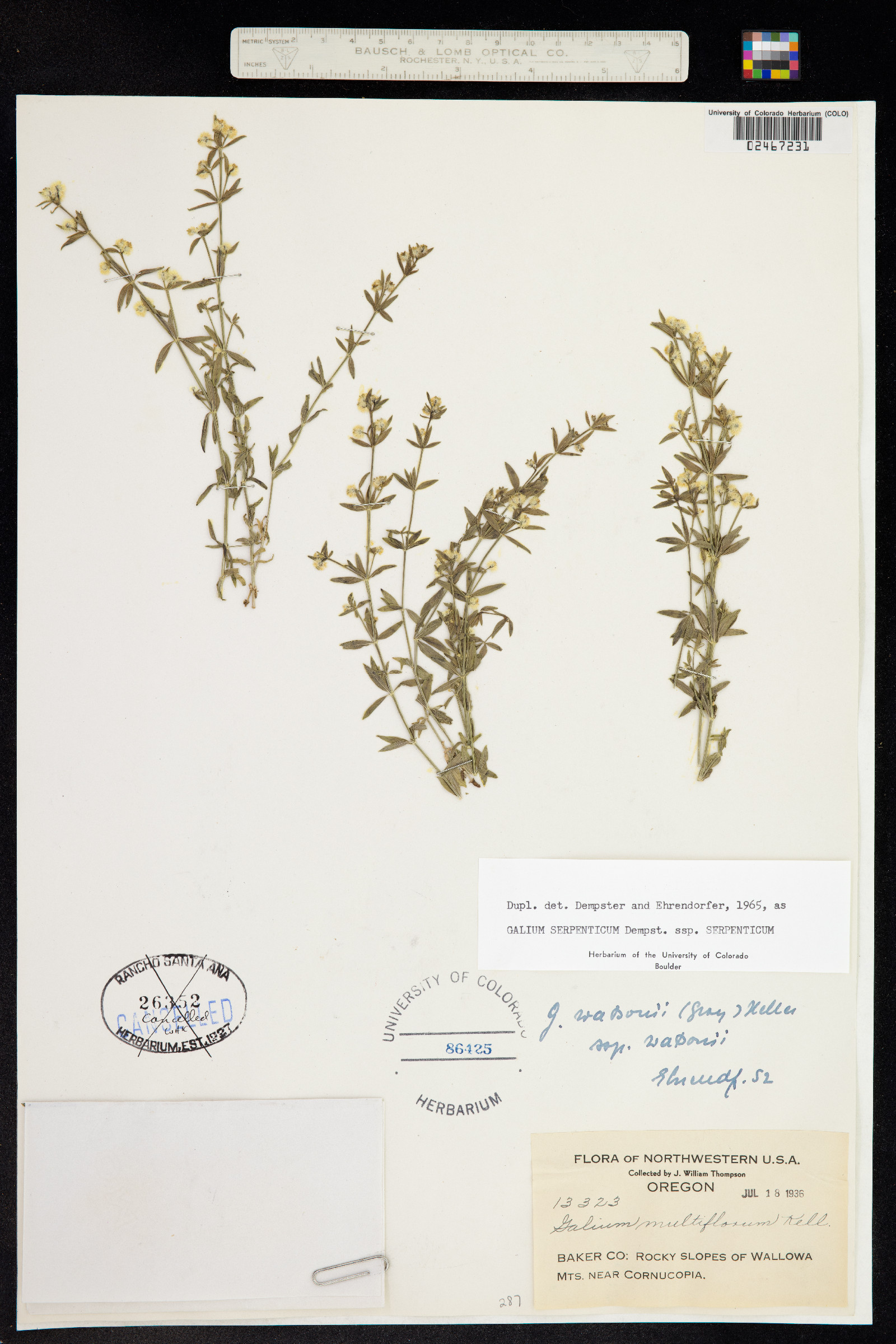 Galium serpenticum image