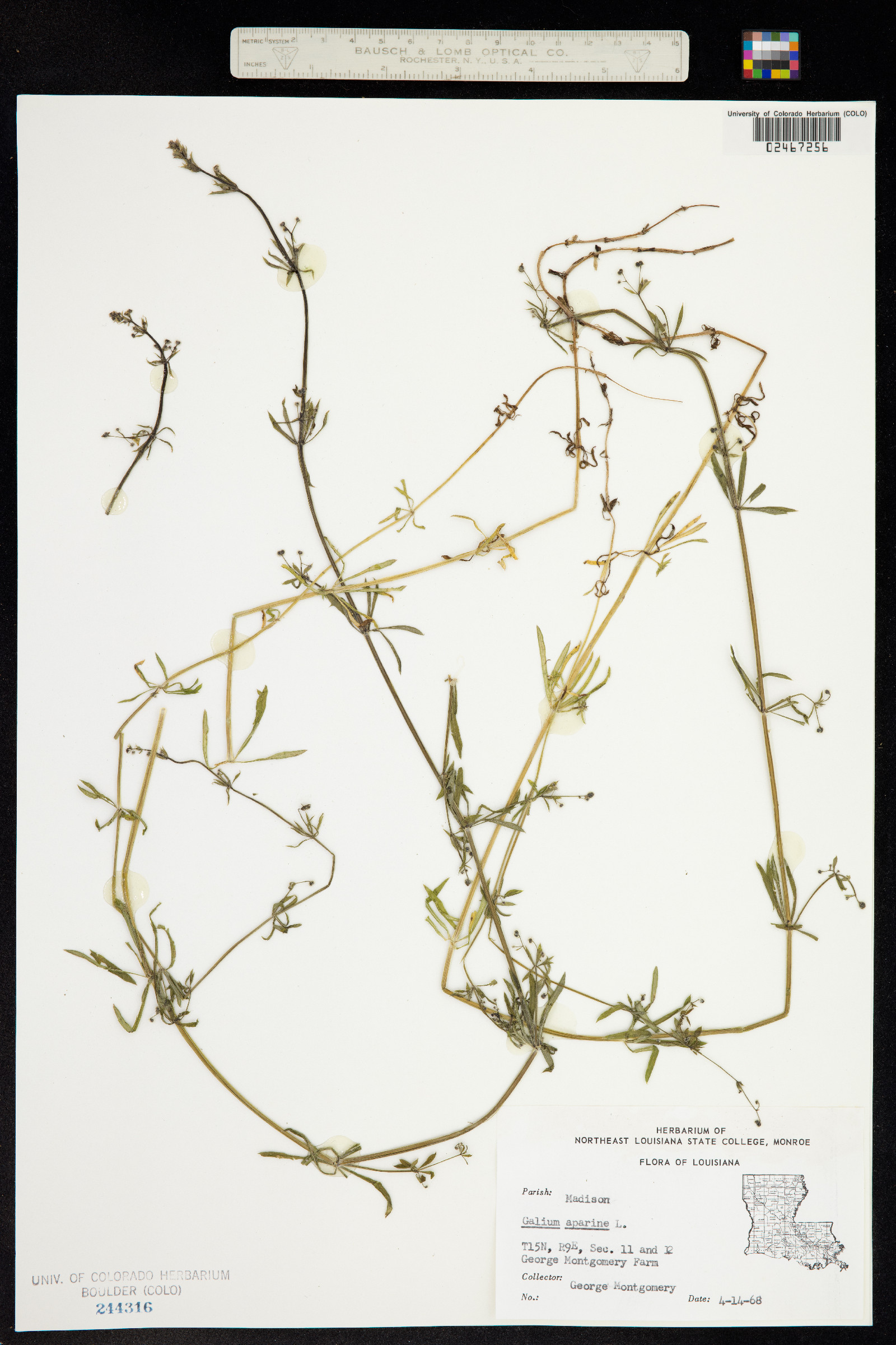 Galium spurium image