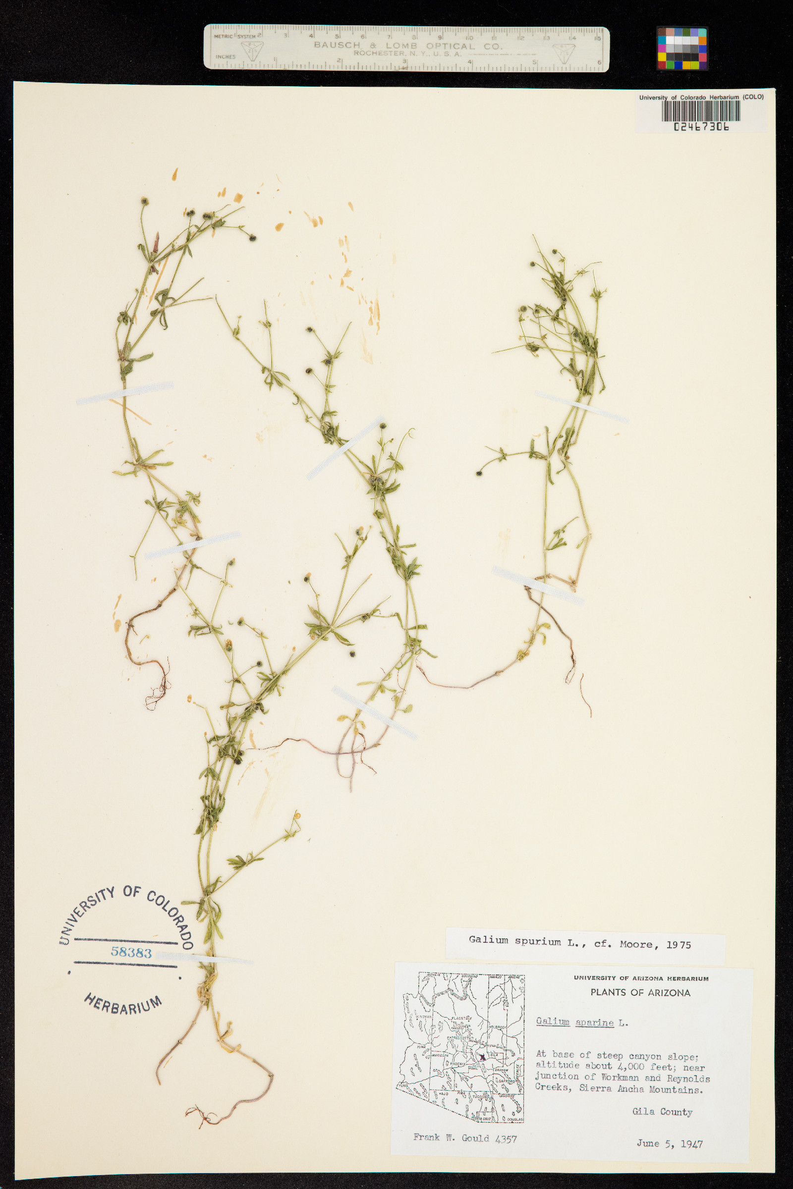 Galium aparine image