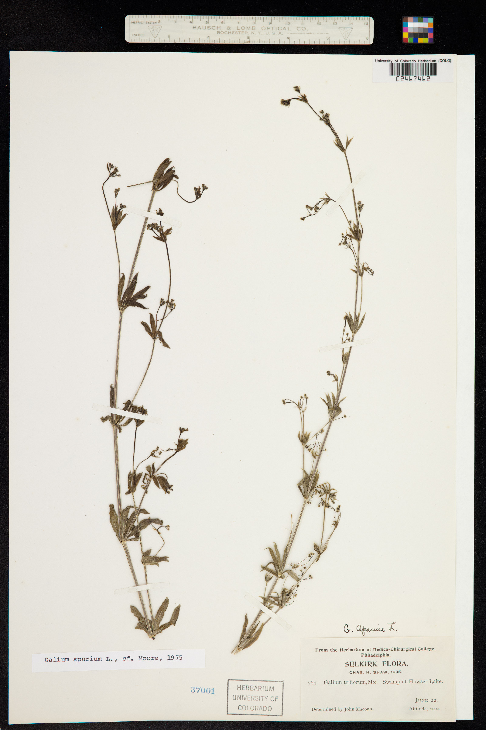 Galium aparine image