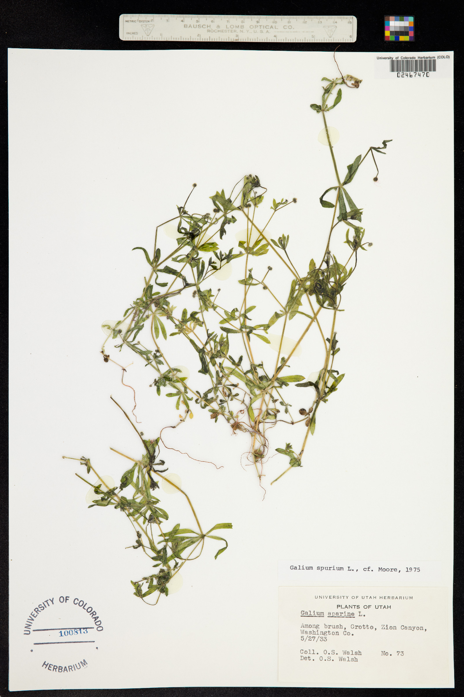Galium spurium image