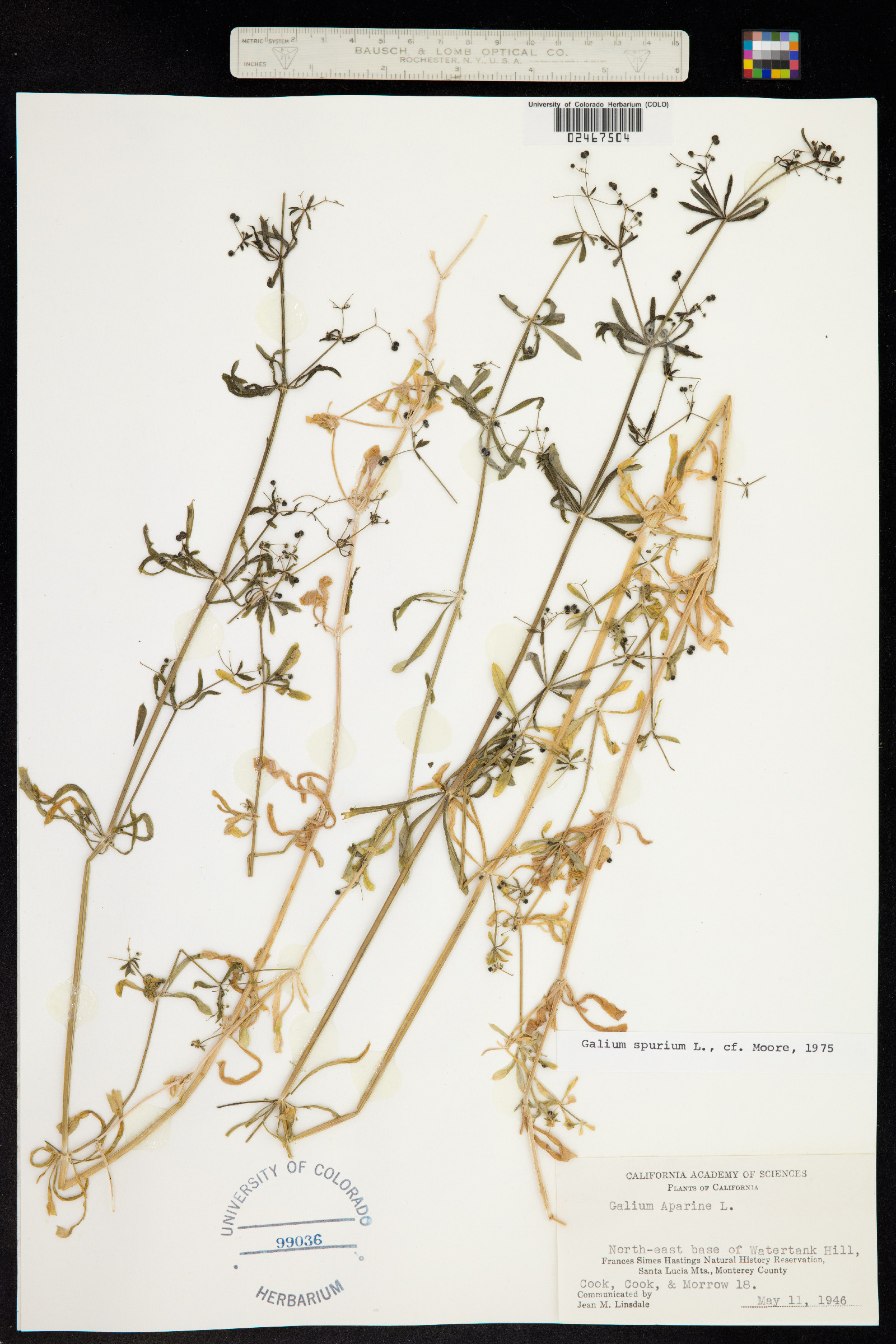 Galium aparine image