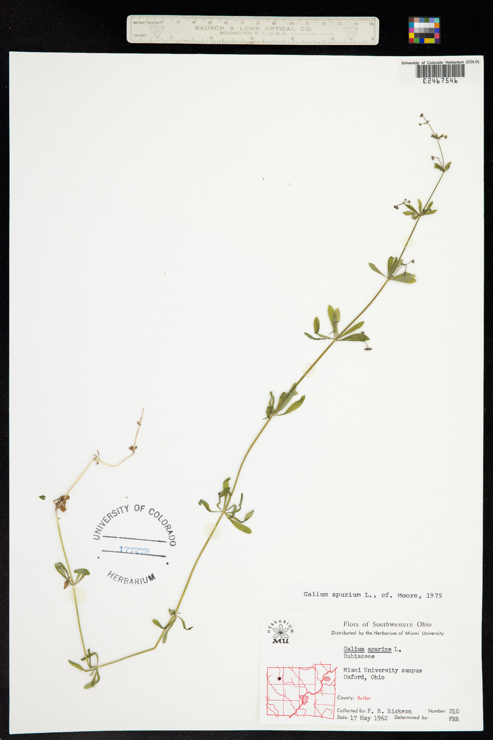 Galium aparine image