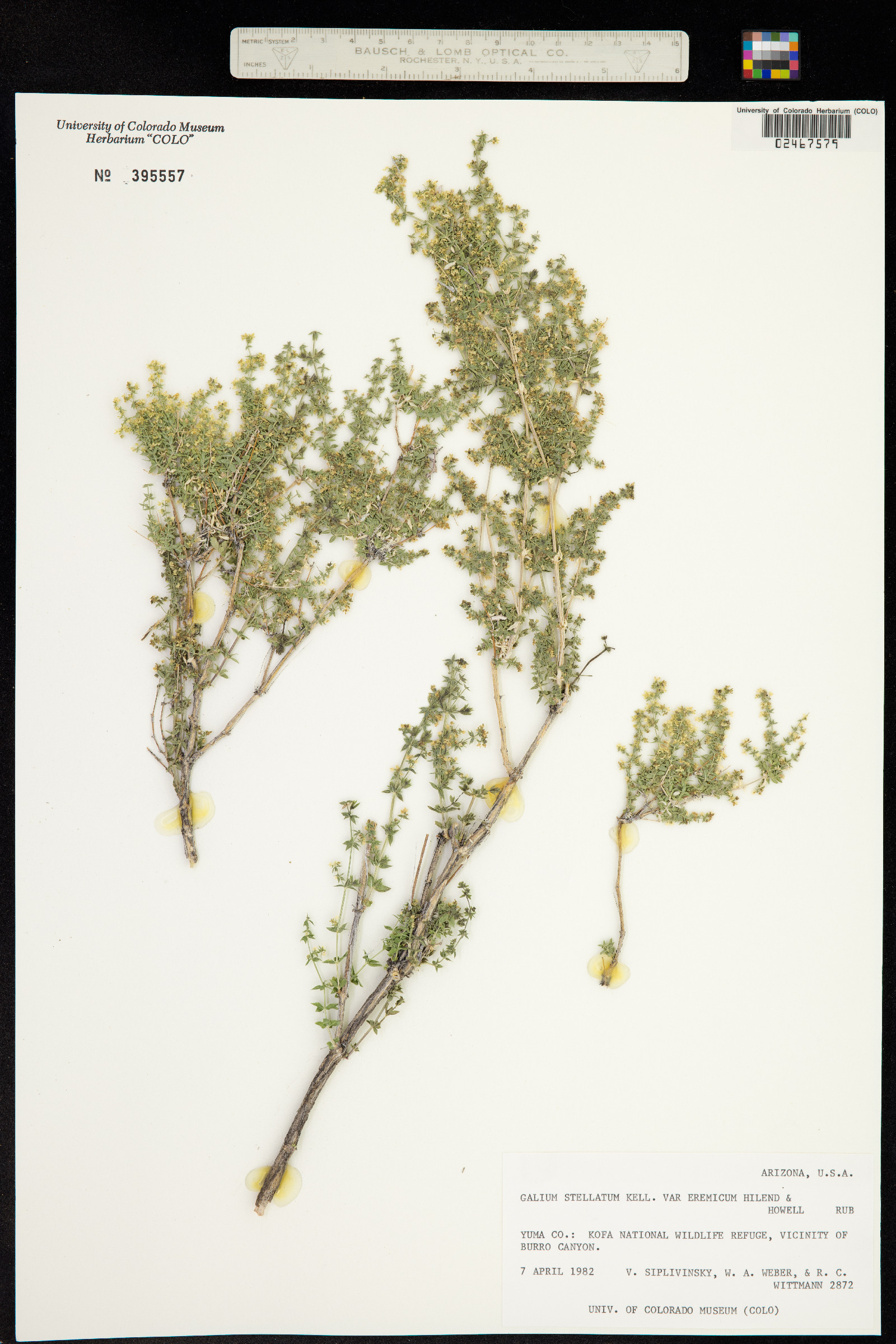 Galium stellatum image