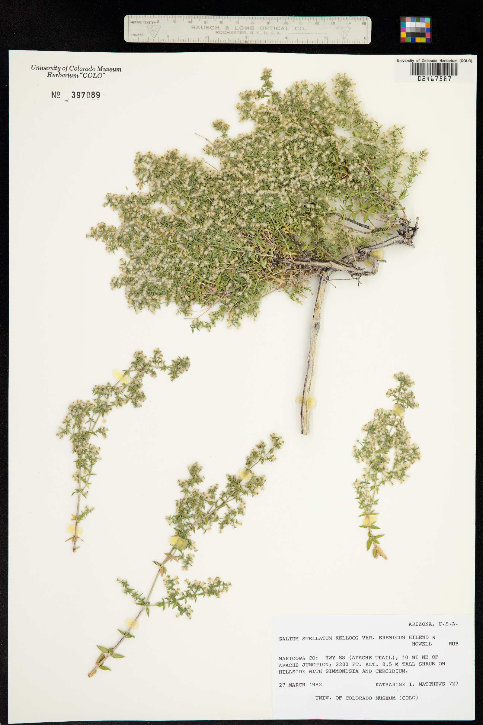 Galium stellatum image