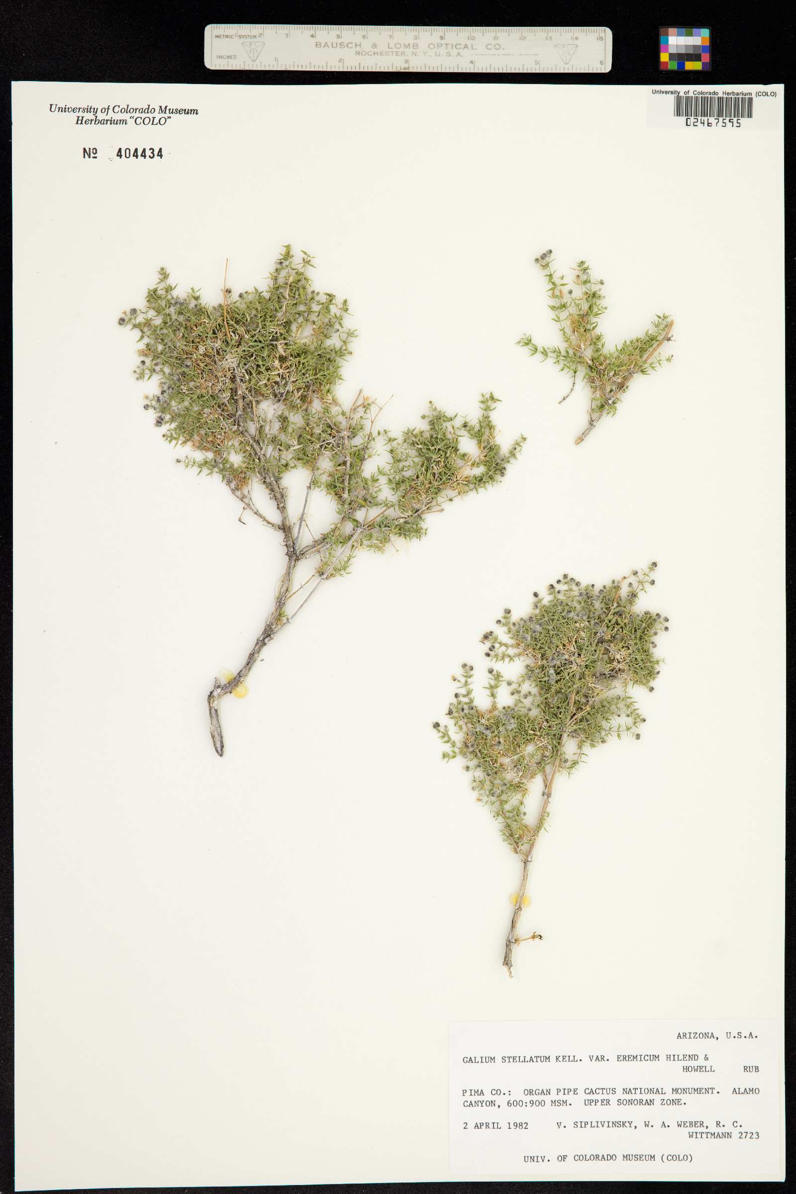 Galium stellatum image