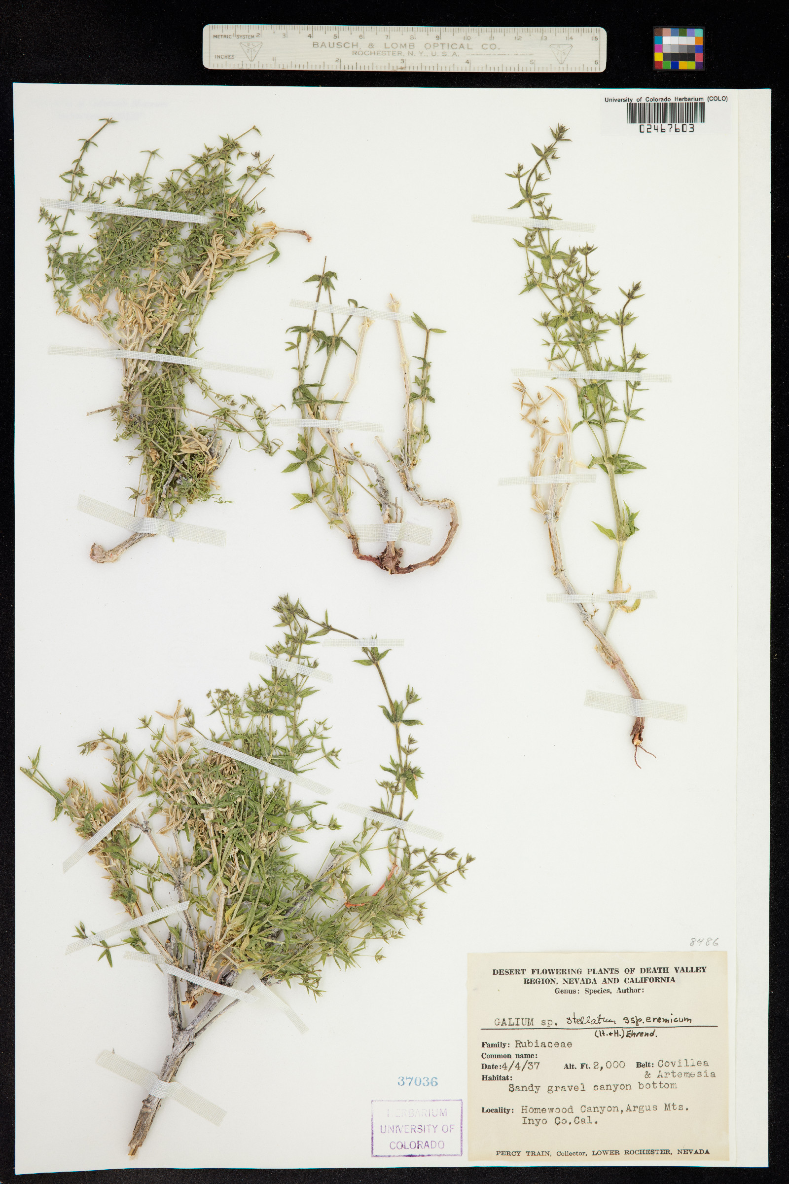 Galium stellatum image