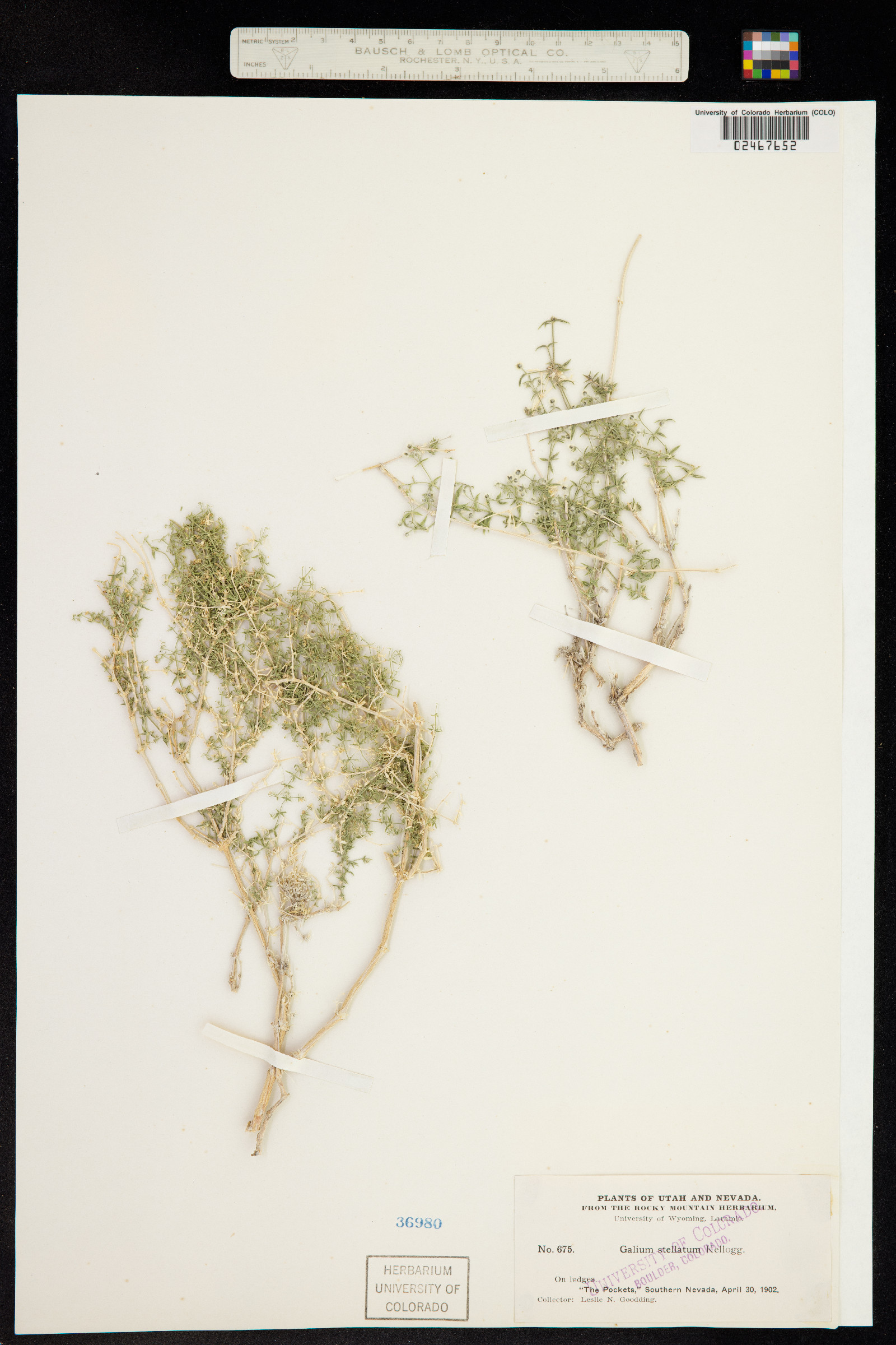 Galium stellatum image