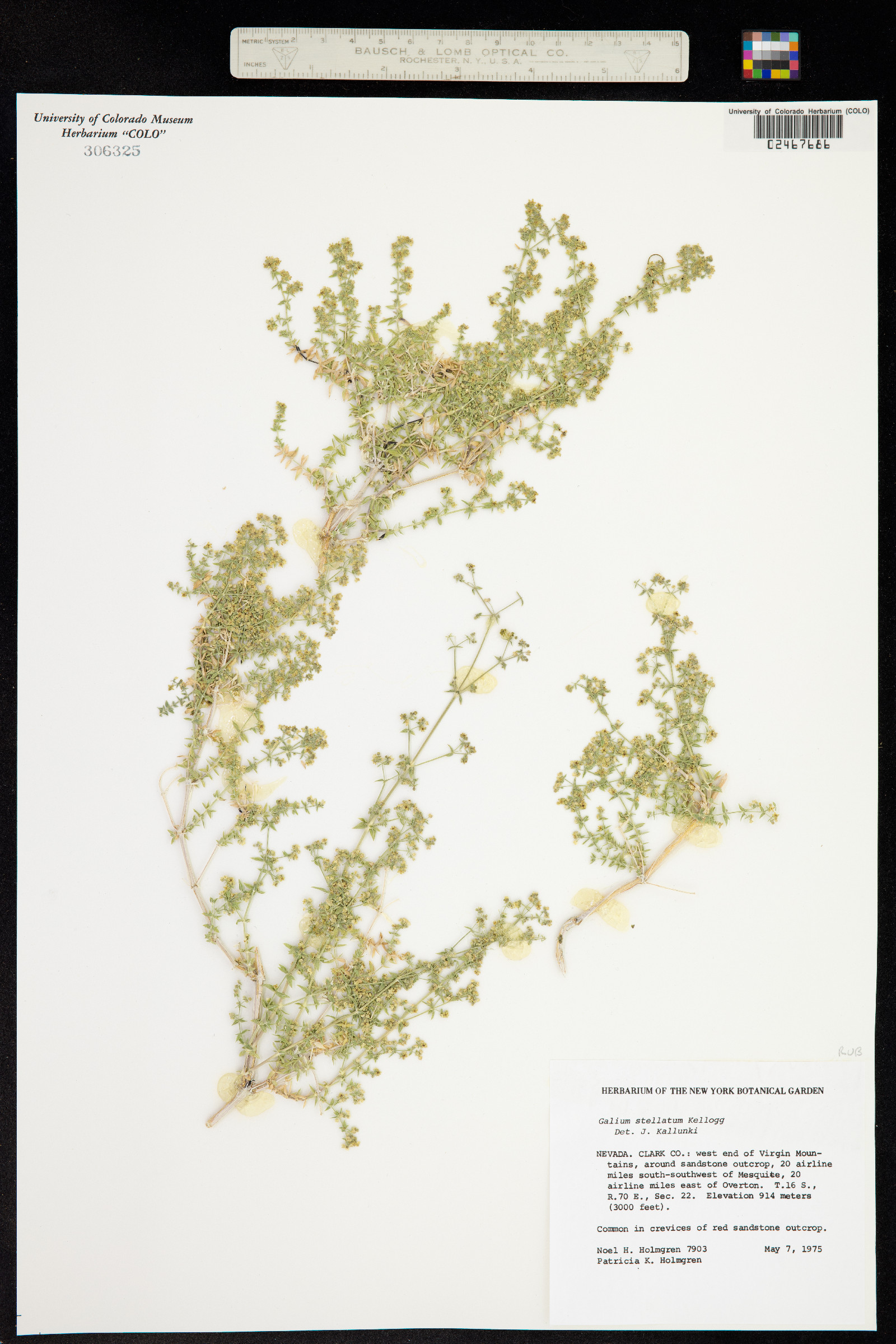 Galium stellatum image
