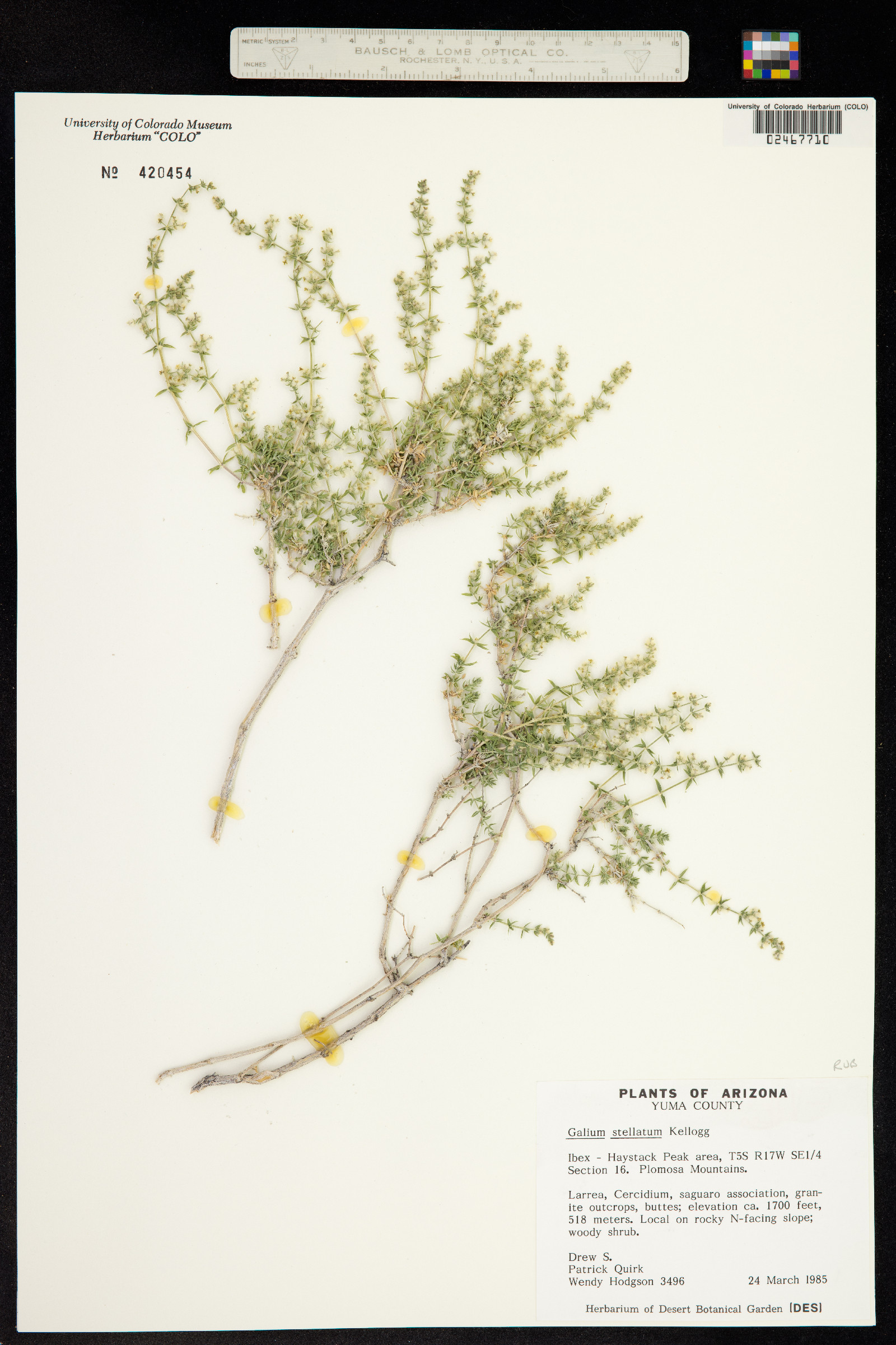 Galium stellatum image