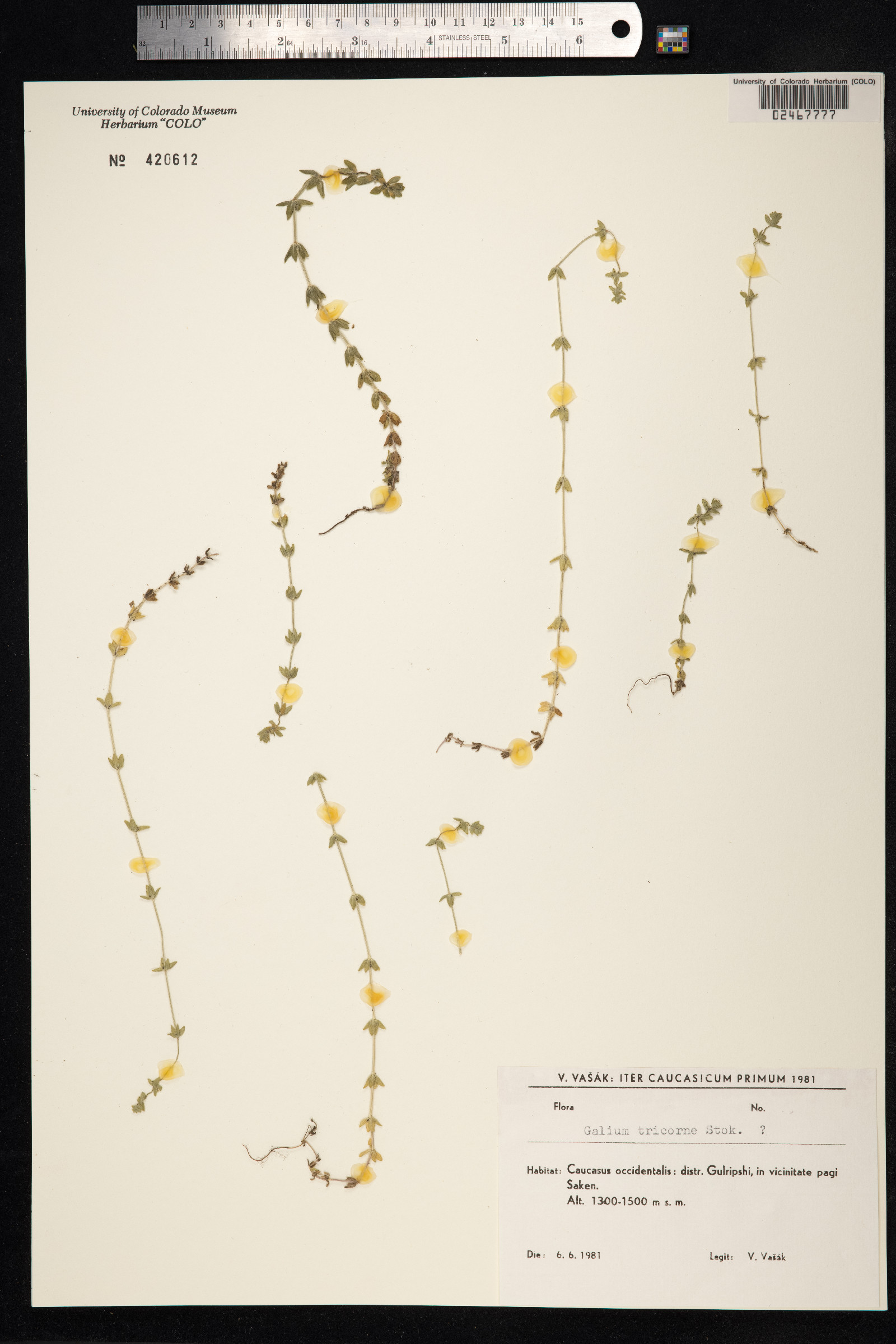 Galium tricornutum image