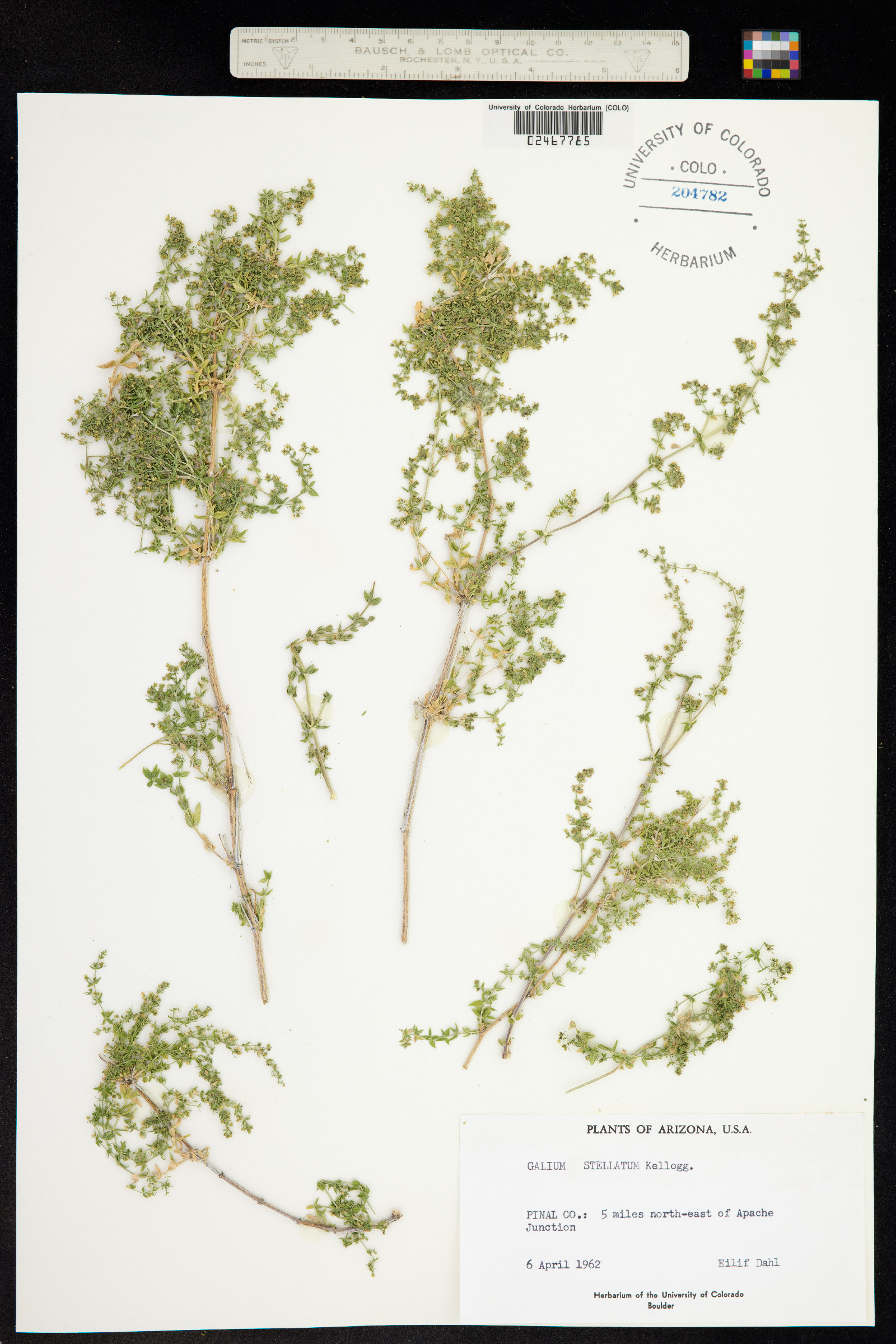 Galium stellatum image