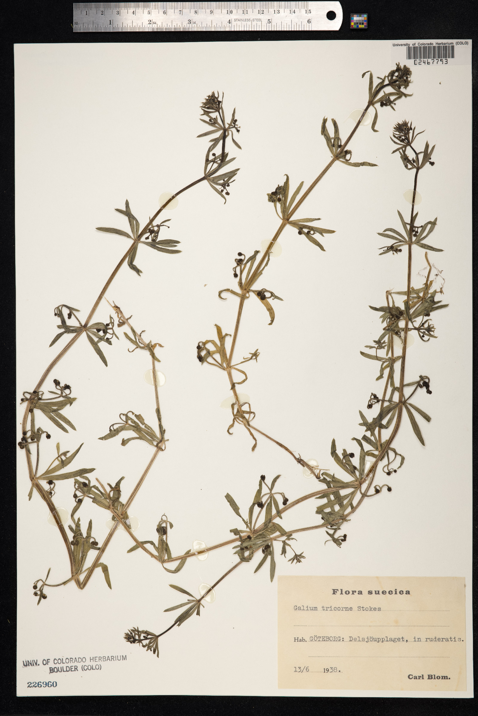 Galium tricornutum image