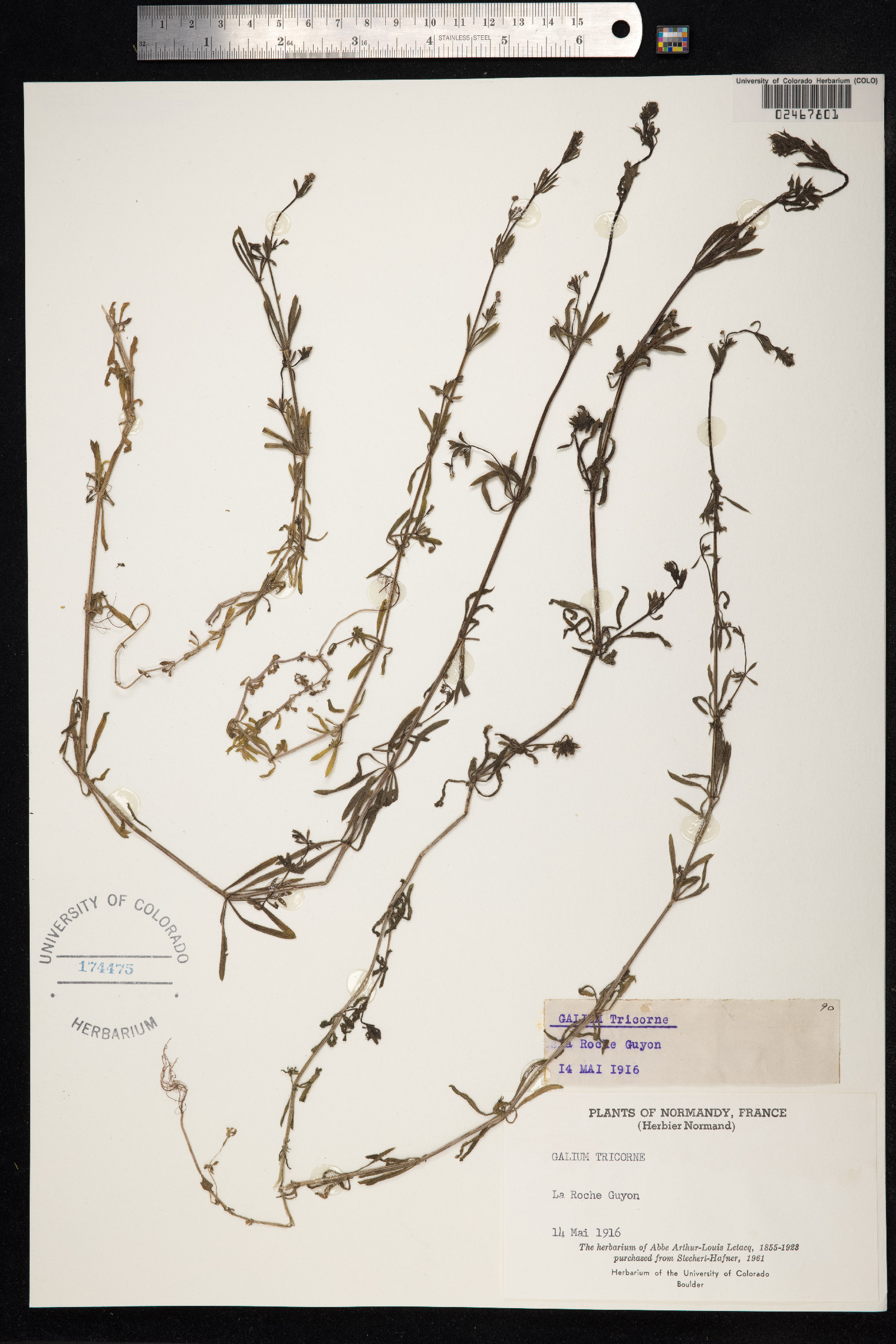 Galium tricornutum image