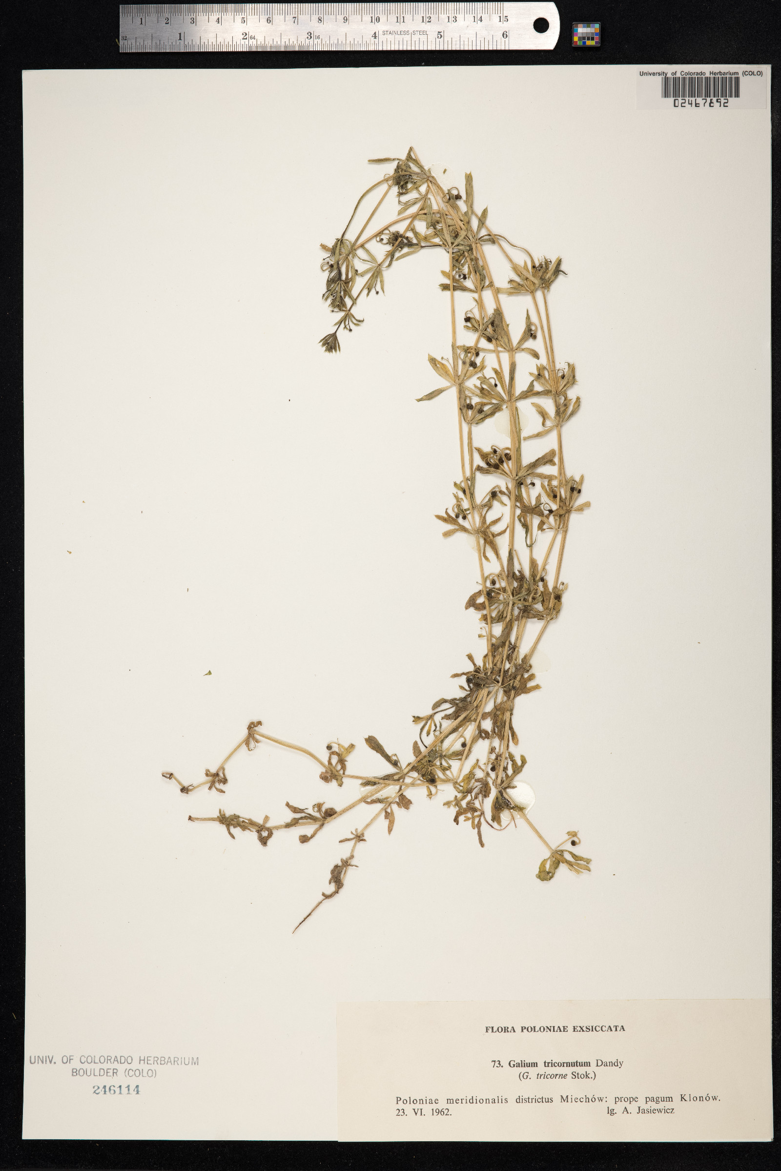 Galium tricornutum image