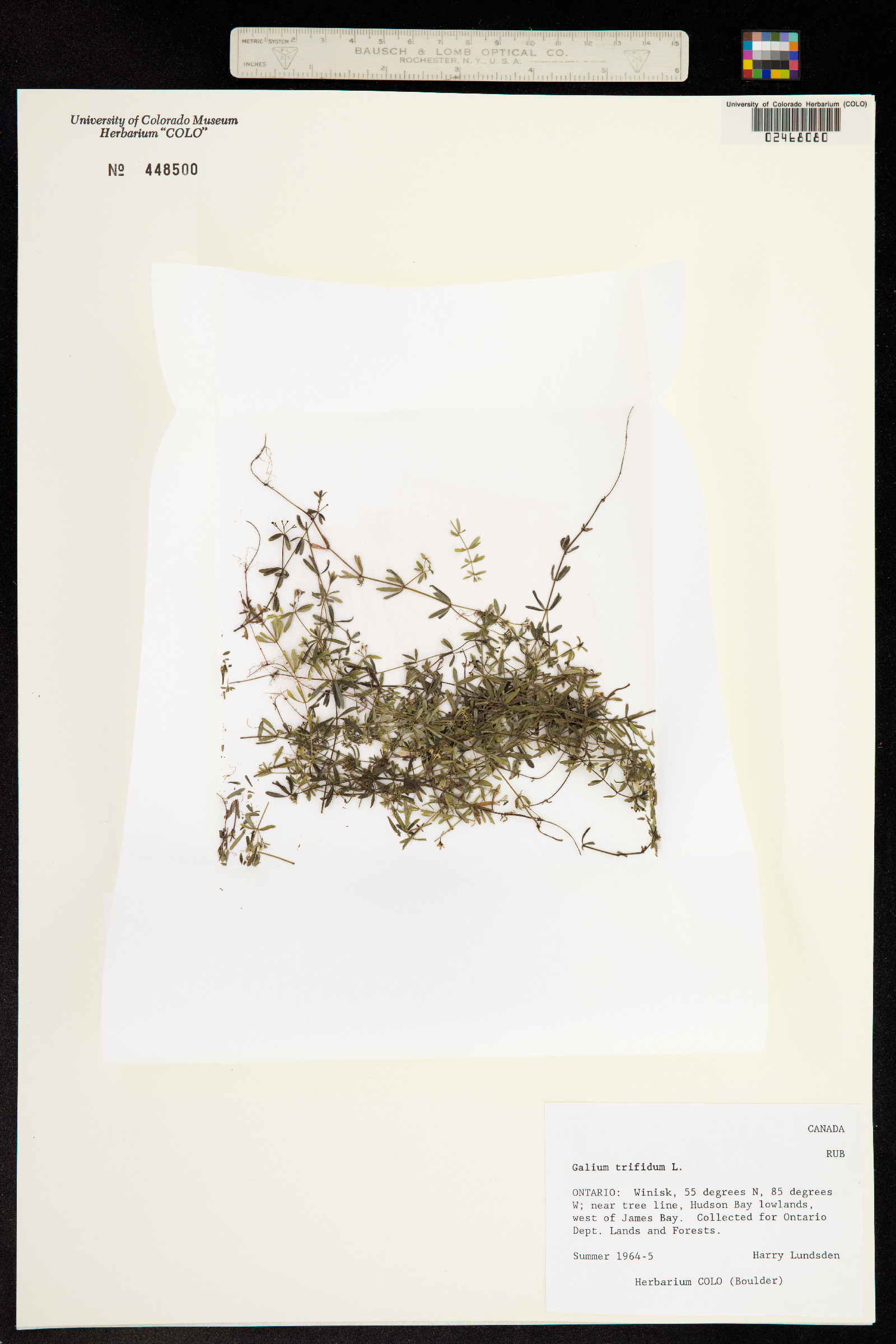 Galium trifidum image