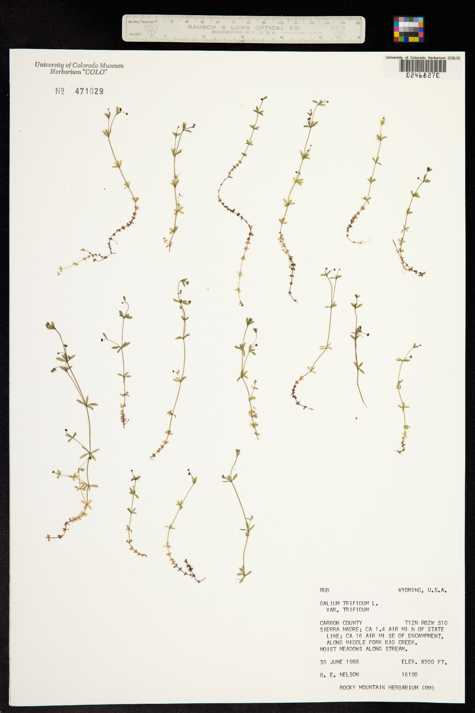 Galium trifidum image
