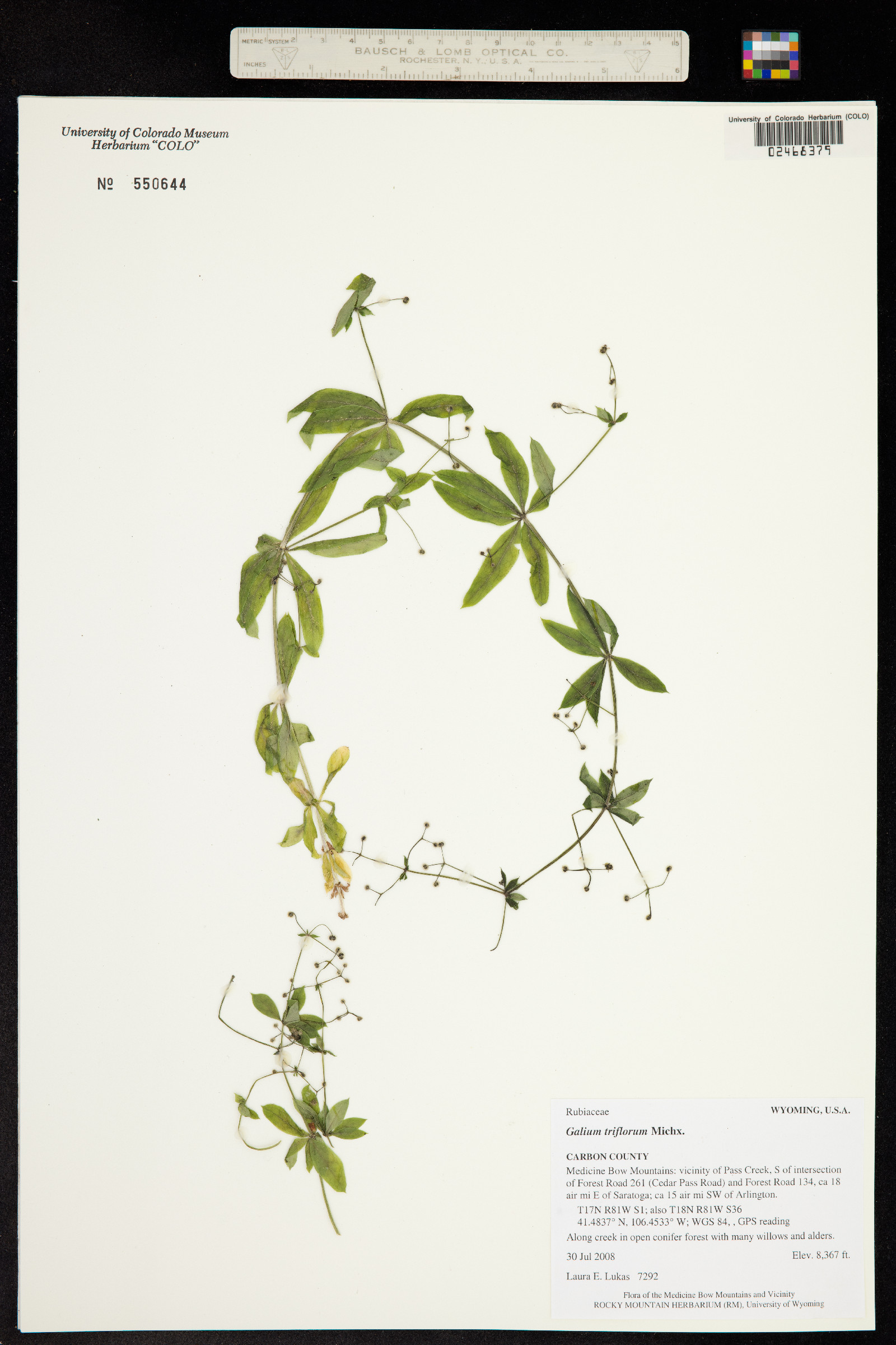 Galium triflorum image