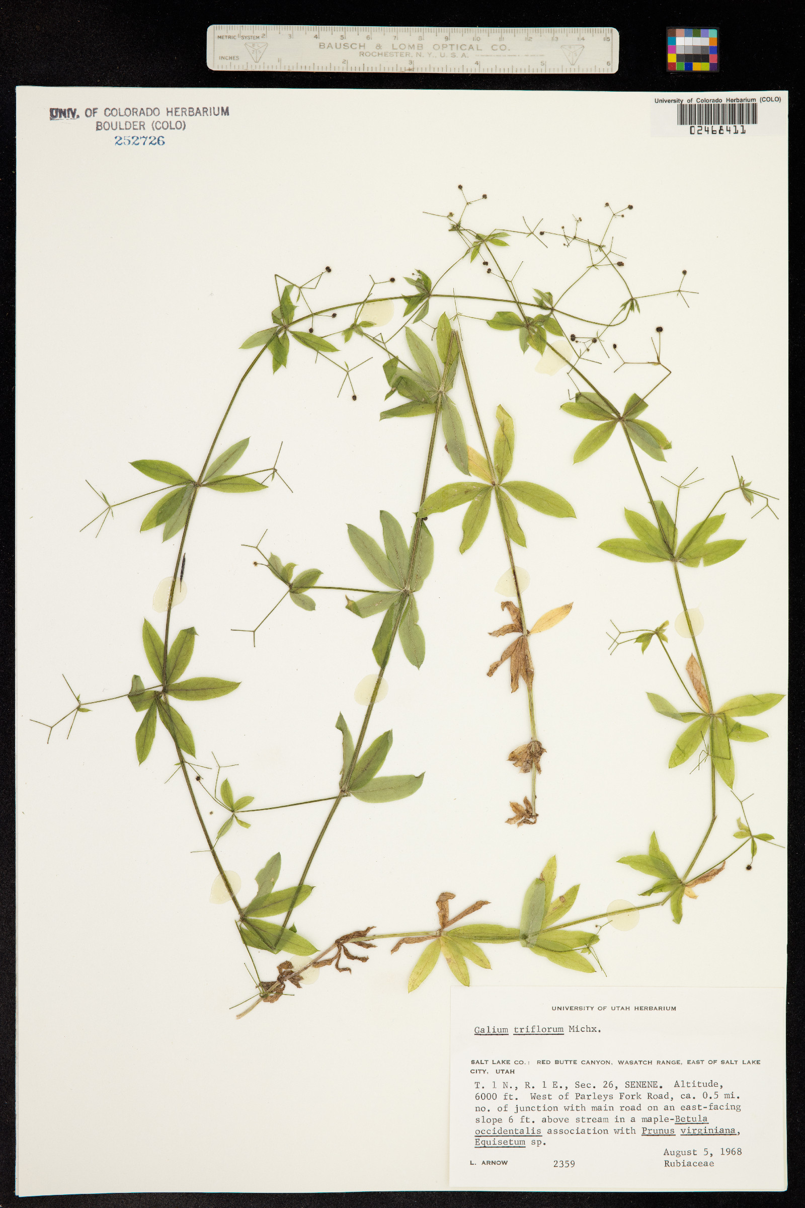 Galium triflorum image