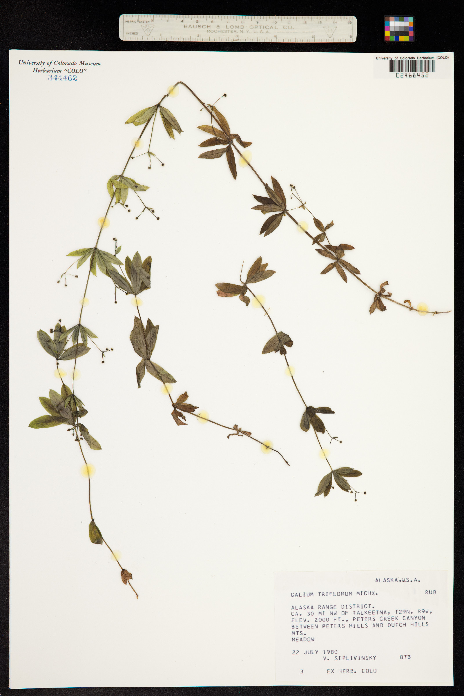 Galium triflorum image