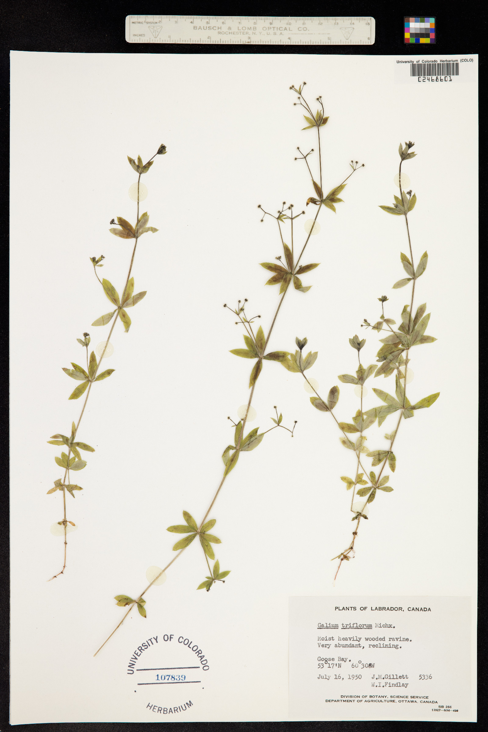 Galium triflorum image