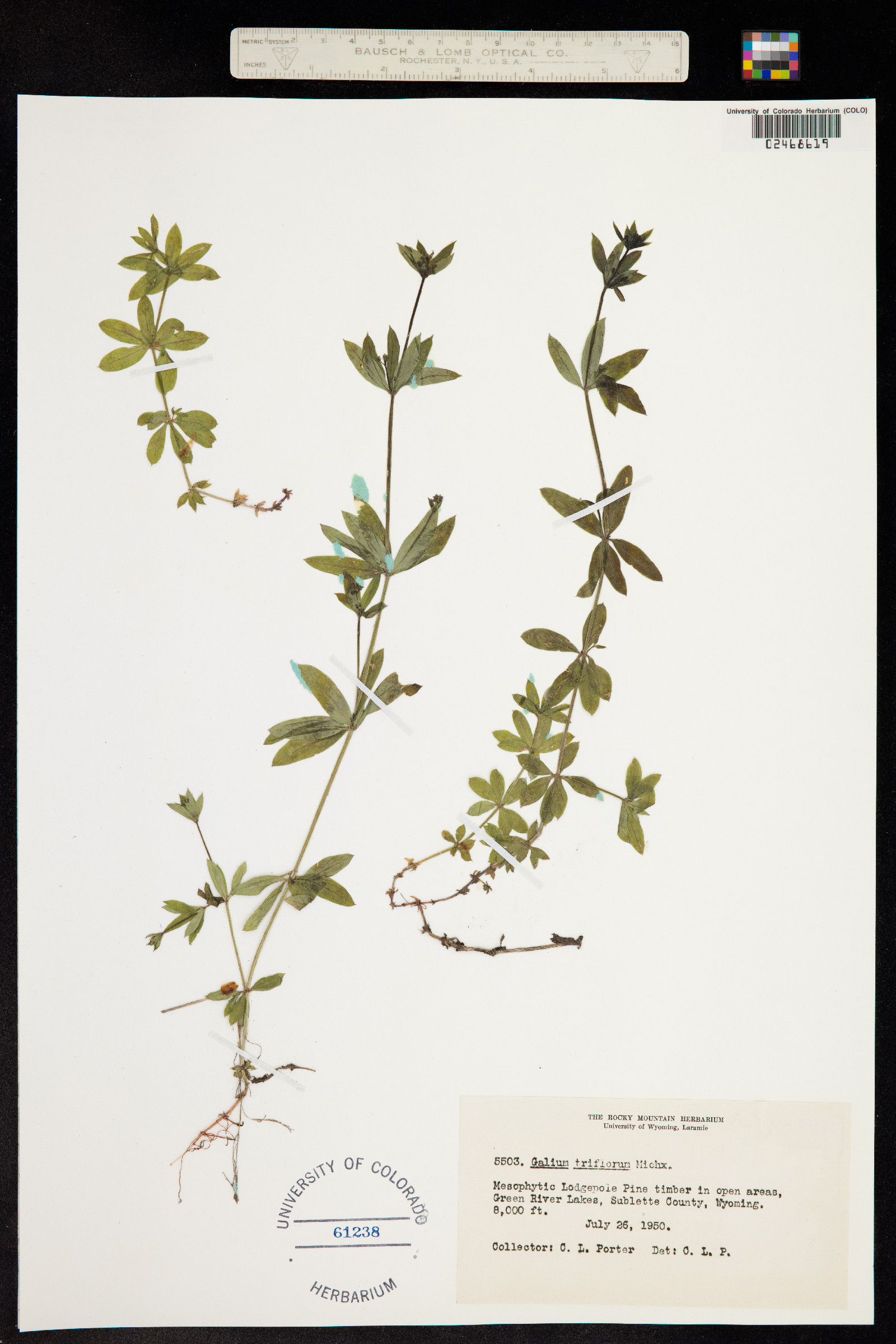 Galium triflorum image