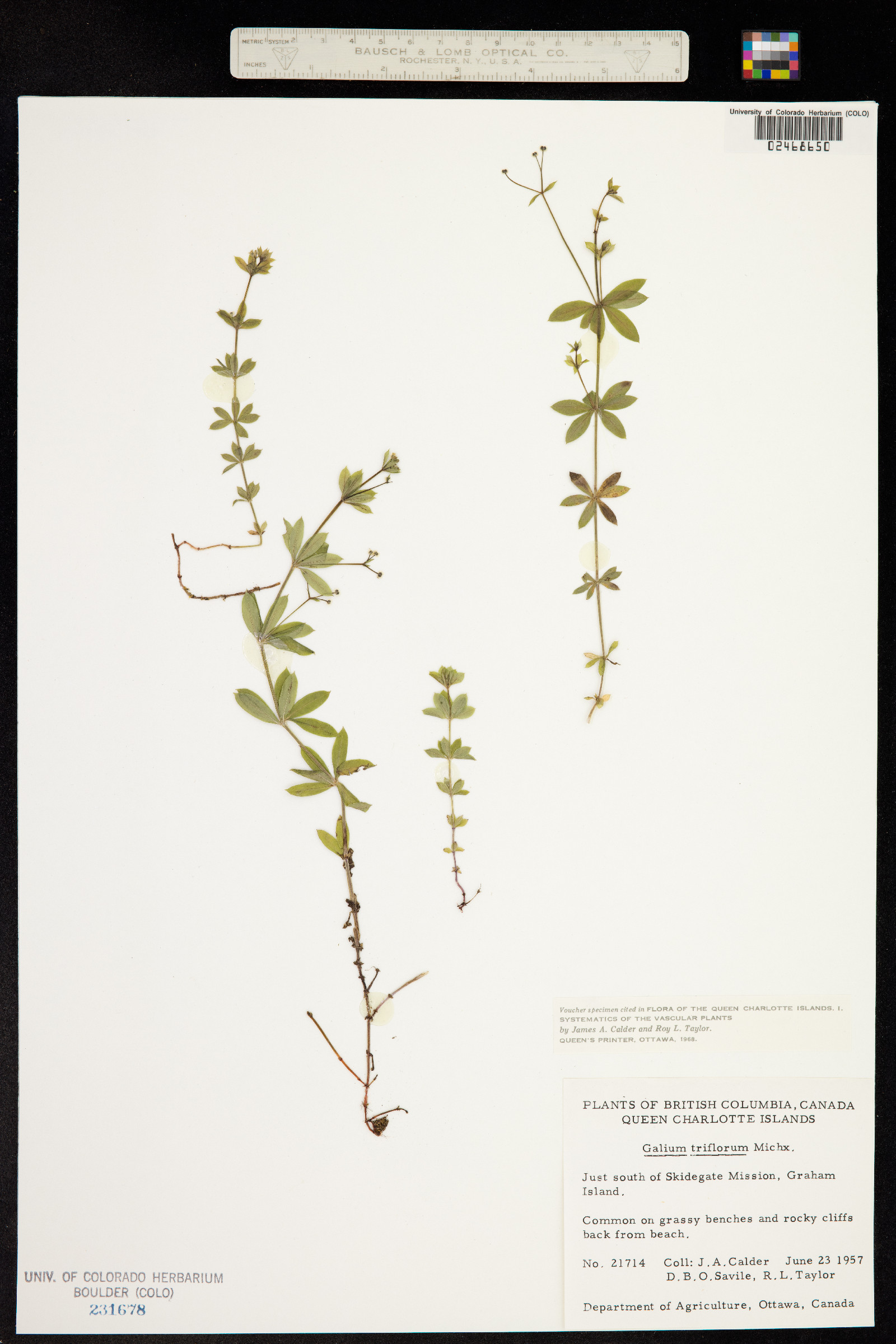 Galium triflorum image