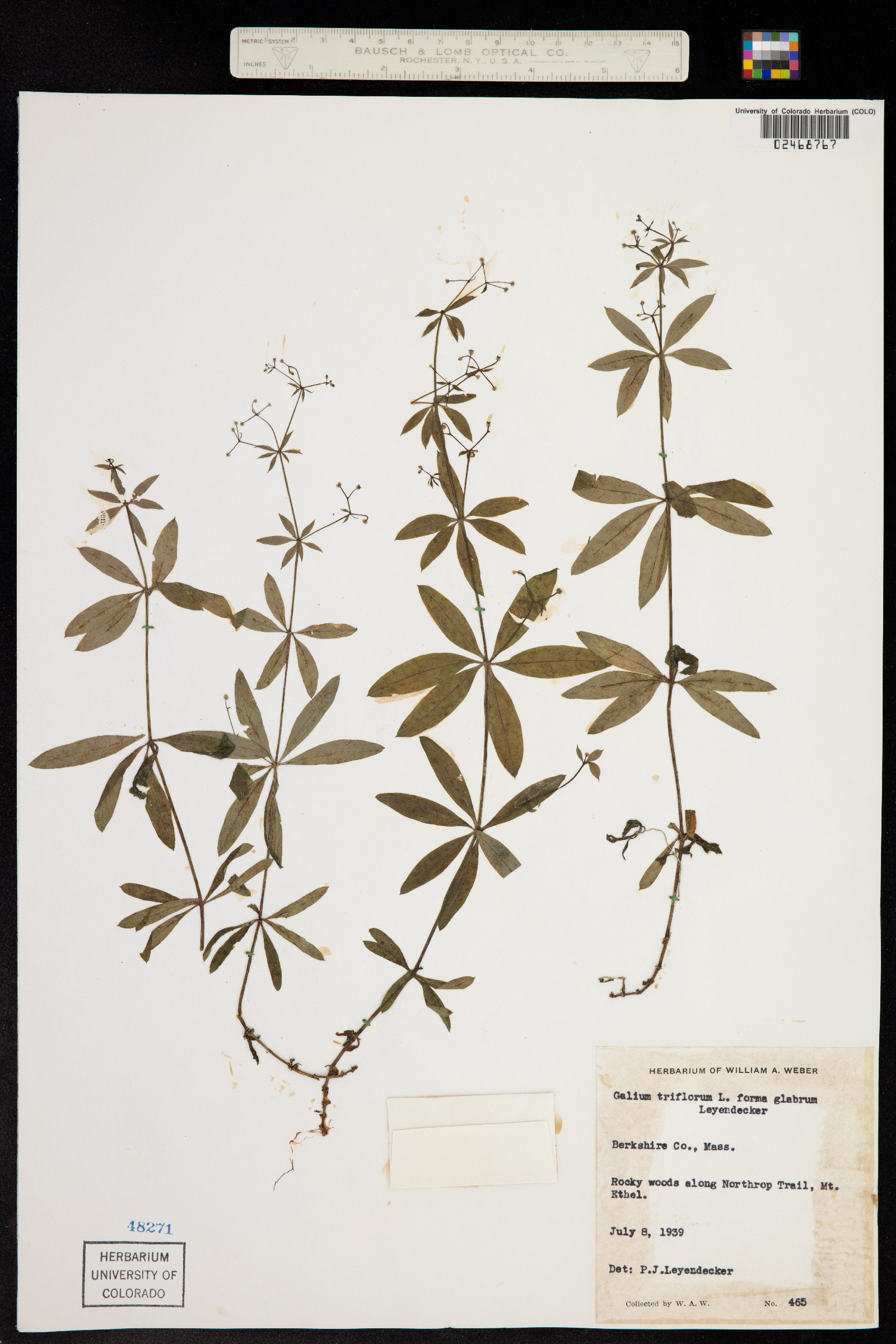 Galium triflorum image