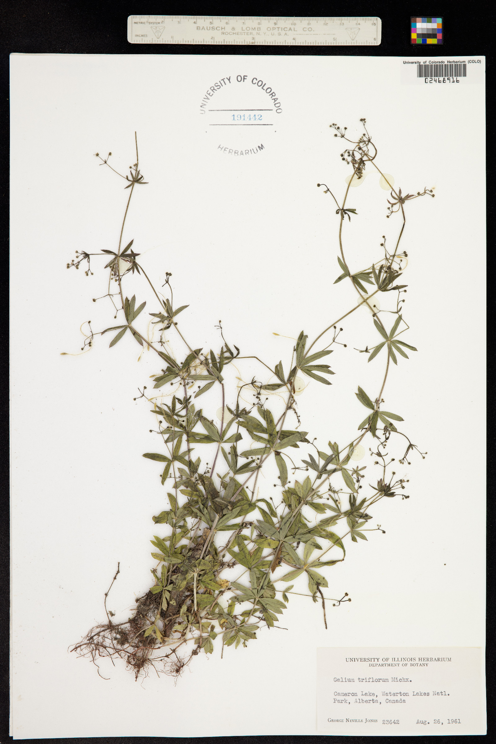 Galium triflorum image