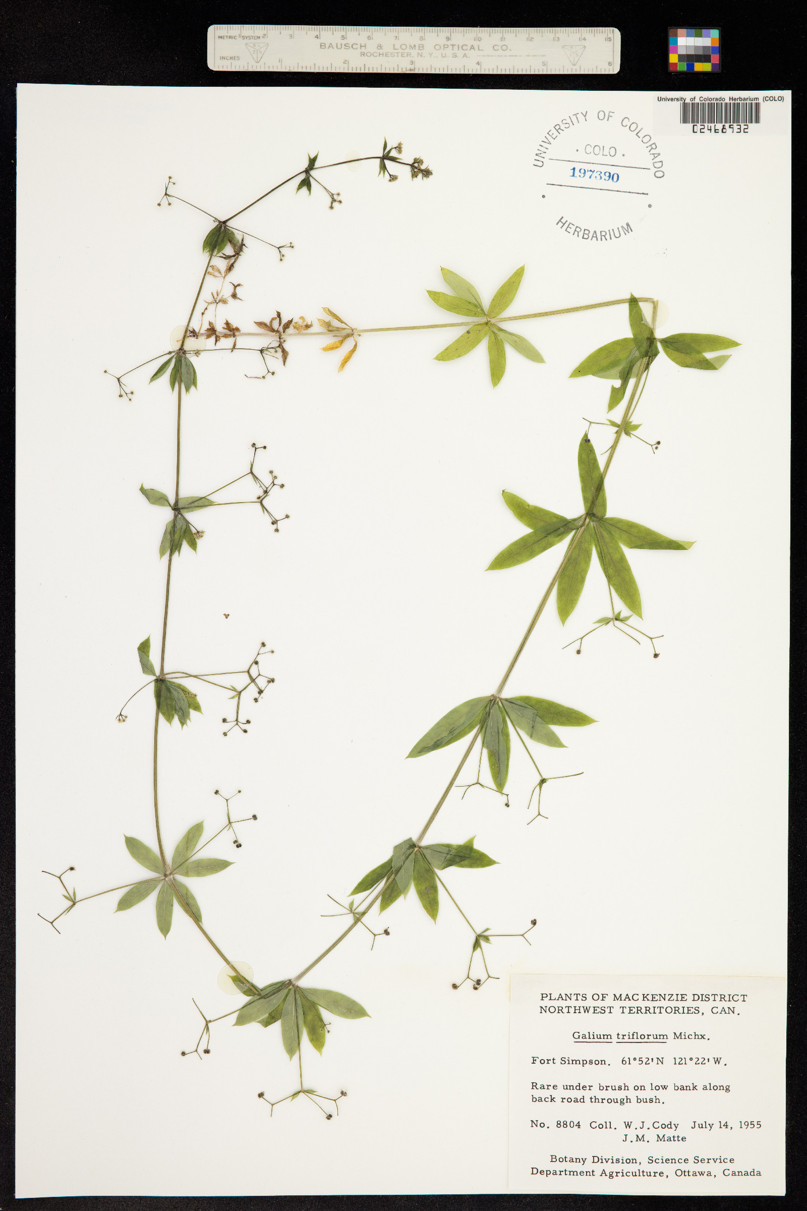 Galium triflorum image